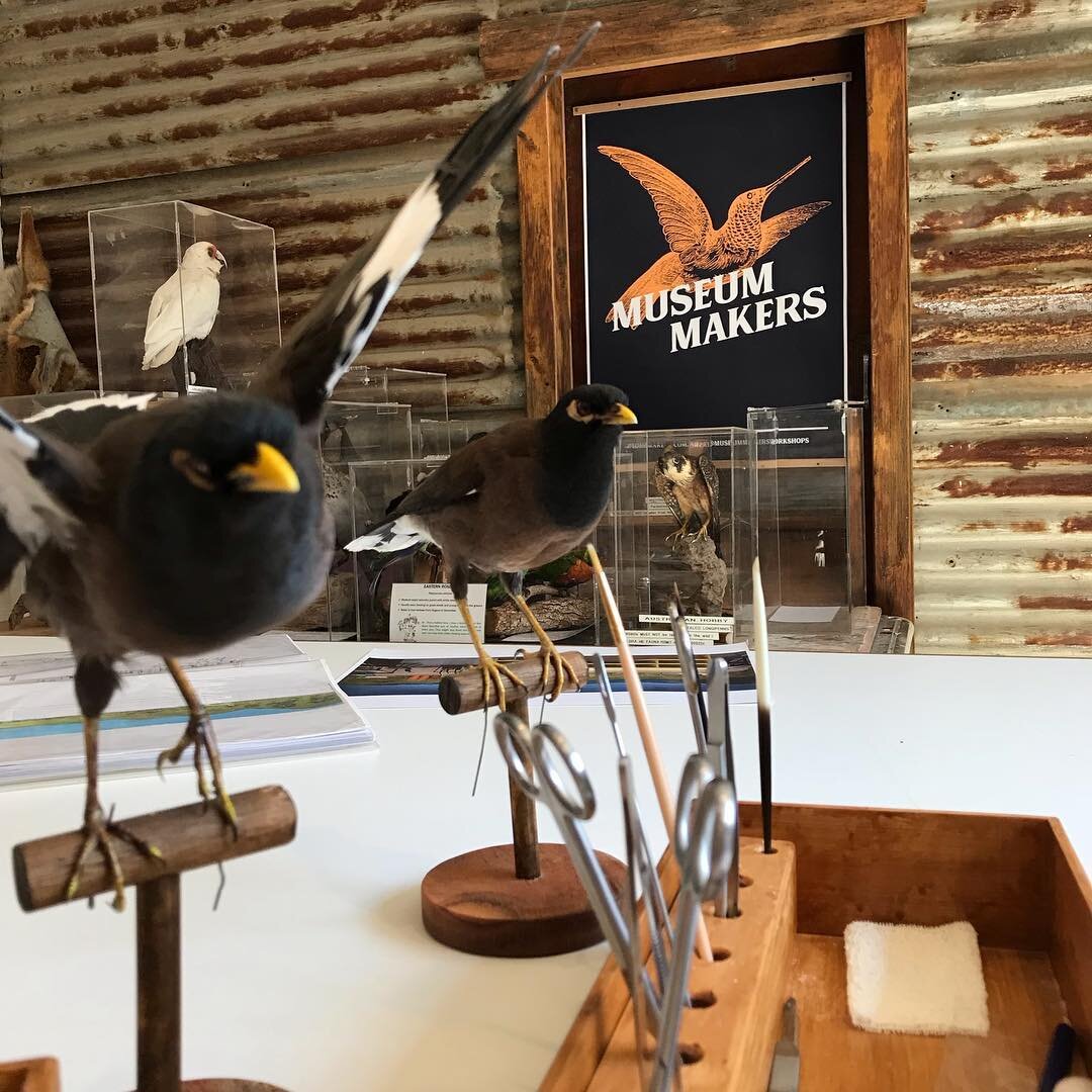 Museum Makers taxidermy workshop. May 4th - 5th. At our Castlemaine studio. Using traditional museum techniques, this workshop guides participants over two days on how to create their own bird mount to take home. The workshop will introduce participa