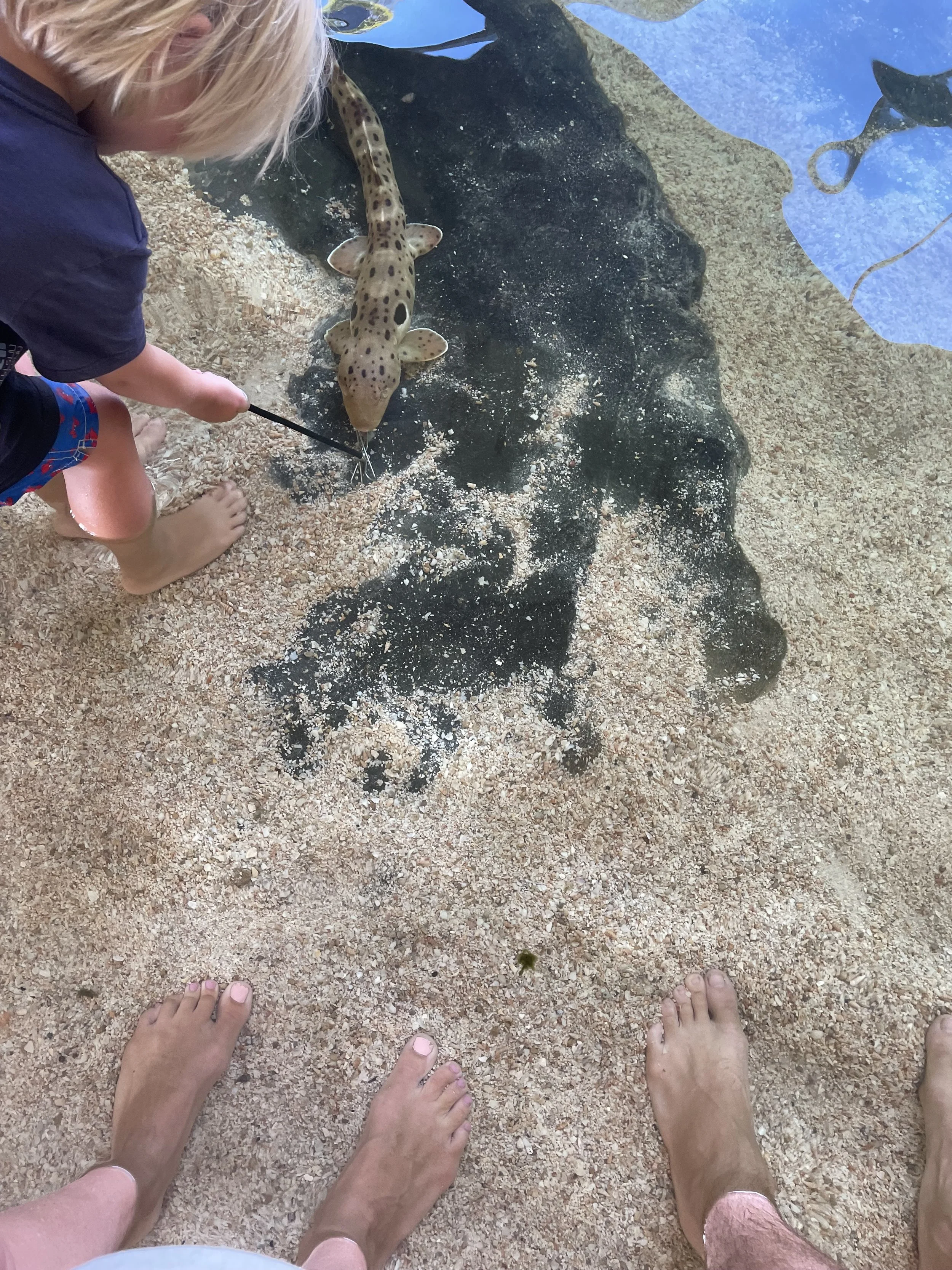 Irukandji Shark and Ray Centre