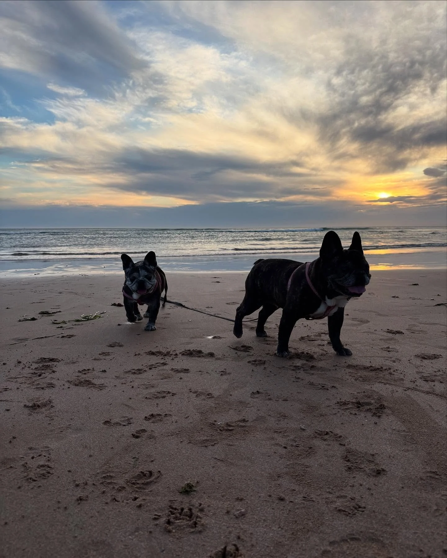 After dinner swims #psiloveyou #portstephens #accommodation #petfriendly #nswmidnorthcoast #beachhouse #sanddunes #sunsets #birubibeach #familyholiday #annabay #beachdays #airbnb #airbnbpetfriendly #traveloz #dogfriendly #nelsonbayaccommodation #aust