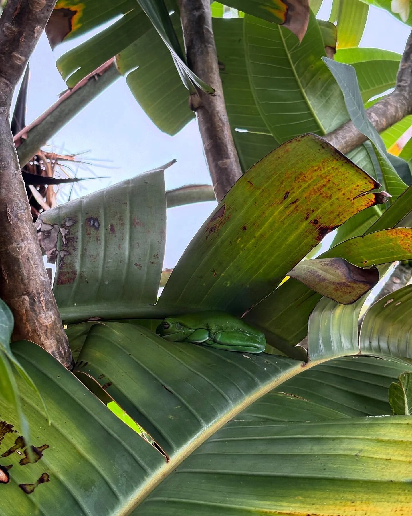 Spotted this little guy just chilling in our garden 🥰🍃 #psiloveyou #portstephens #accommodation #petfriendly #nswmidnorthcoast #beachhouse #sanddunes #sunsets #birubibeach #familyholiday #annabay #beachdays #airbnb #airbnbpetfriendly #traveloz #dog