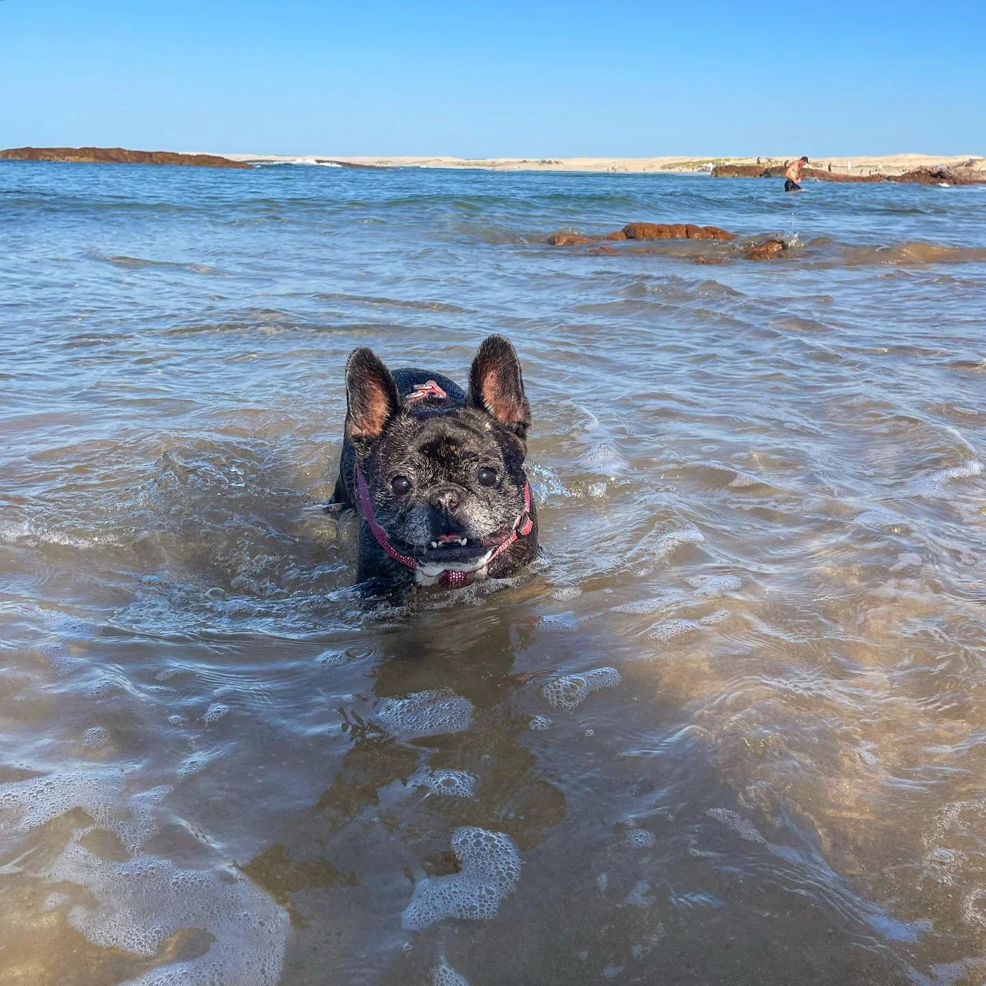 Old salty sea dog 🐶 🥰#psiloveyou #portstephens #accommodation #petfriendly #nswmidnorthcoast #beachhouse #sanddunes #sunsets #birubibeach #familyholiday #annabay #beachdays #airbnb #airbnbpetfriendly #traveloz #dogfriendly #nelsonbayaccommodation #