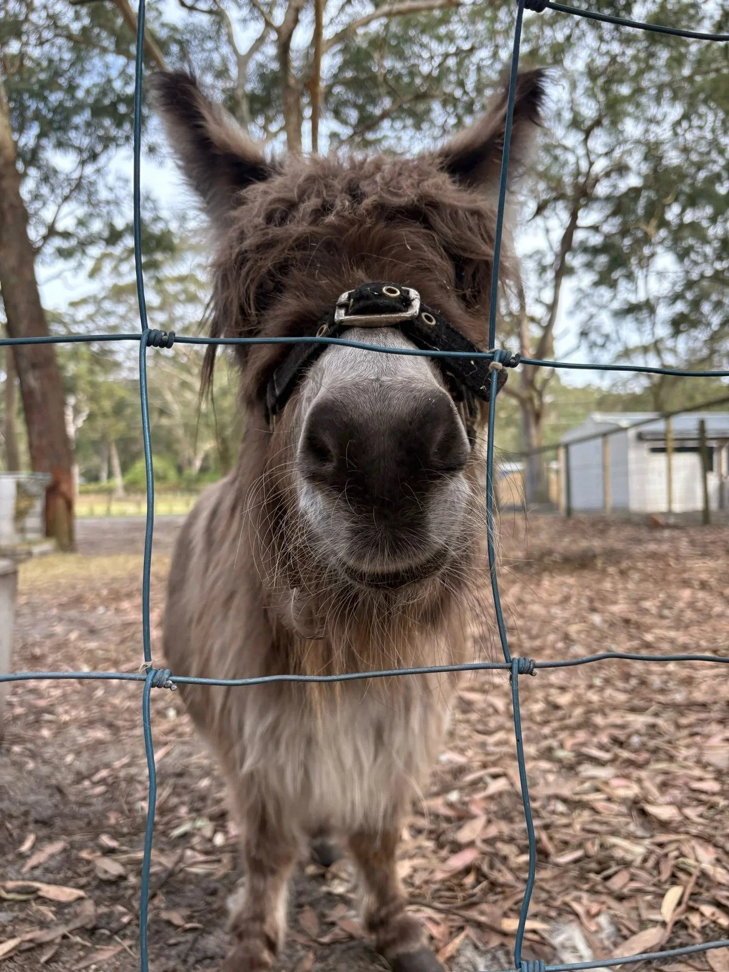 B. Farm Animal Nursery

Tucked beneath the shade of towering gum trees within the grounds of Murray&rsquo;s Brewery , the B.Farm Animal Nursery is a delightful spot for families to explore. Home to friendly ducks, chickens, pigs, ponies, and cows, th