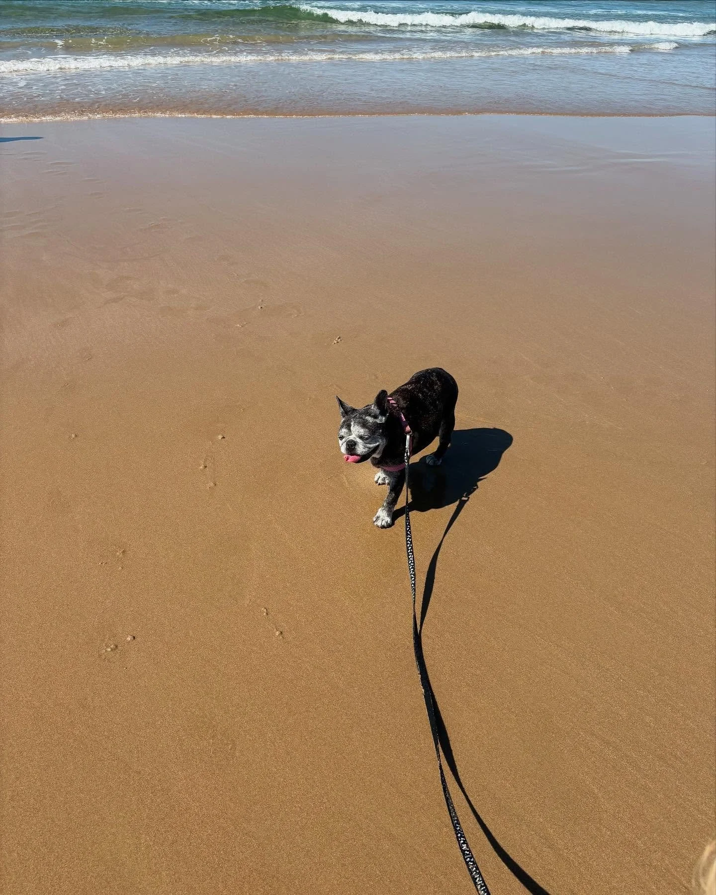 One happy little girl 🐶 #psiloveyou #portstephens #accommodation #petfriendly #nswmidnorthcoast #beachhouse #sanddunes #sunsets #birubibeach #familyholiday #annabay #beachdays #airbnb #airbnbpetfriendly #traveloz #dogfriendly #nelsonbayaccommodation