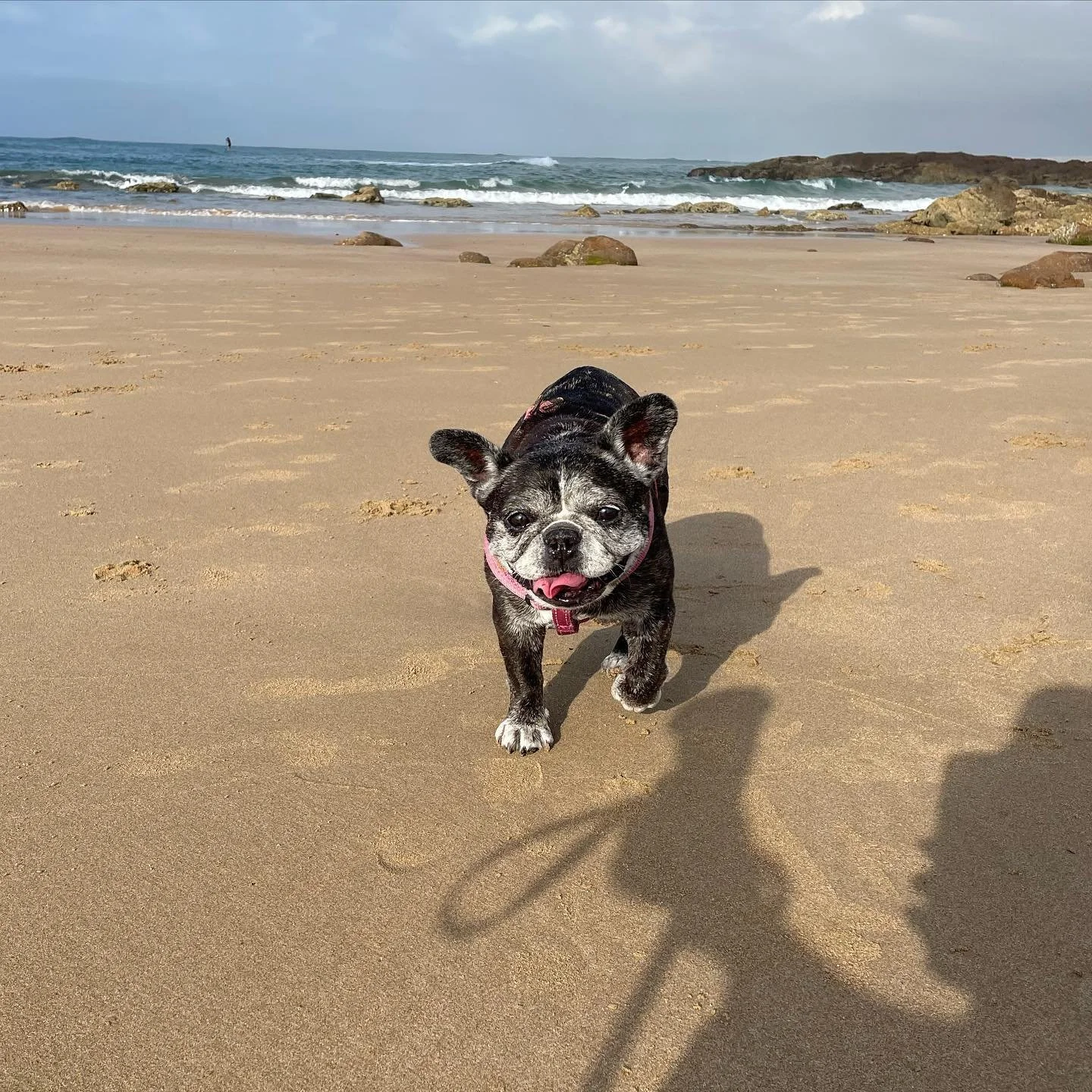 Two very happy pups on holidays 🥰🐾 #psiloveyou #portstephens #accommodation #petfriendly #nswmidnorthcoast #beachhouse #sanddunes #sunsets #birubibeach #familyholiday #annabay #beachdays #airbnb #airbnbpetfriendly #traveloz #dogfriendly #nelsonbaya