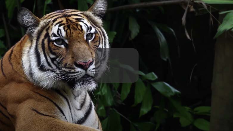 WWF's top 10 facts about tigers