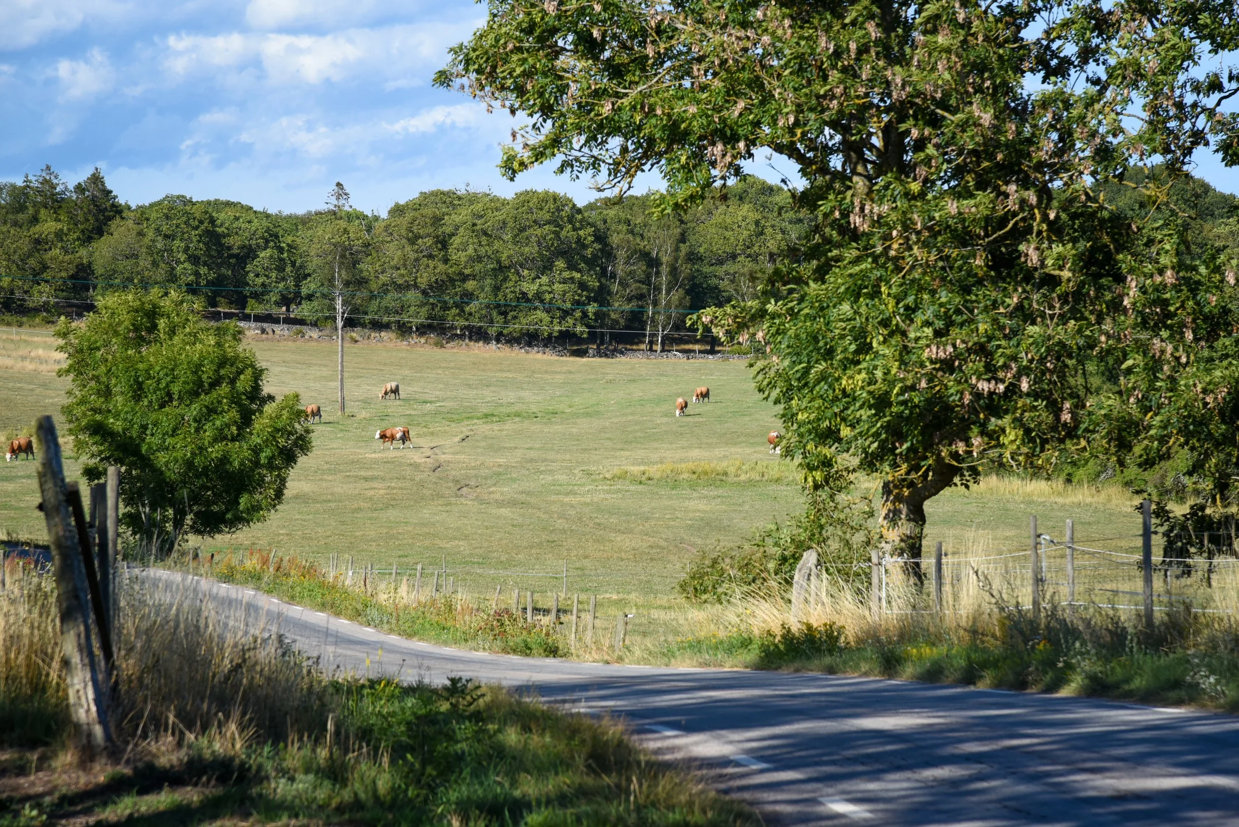 DSC8814.jpg