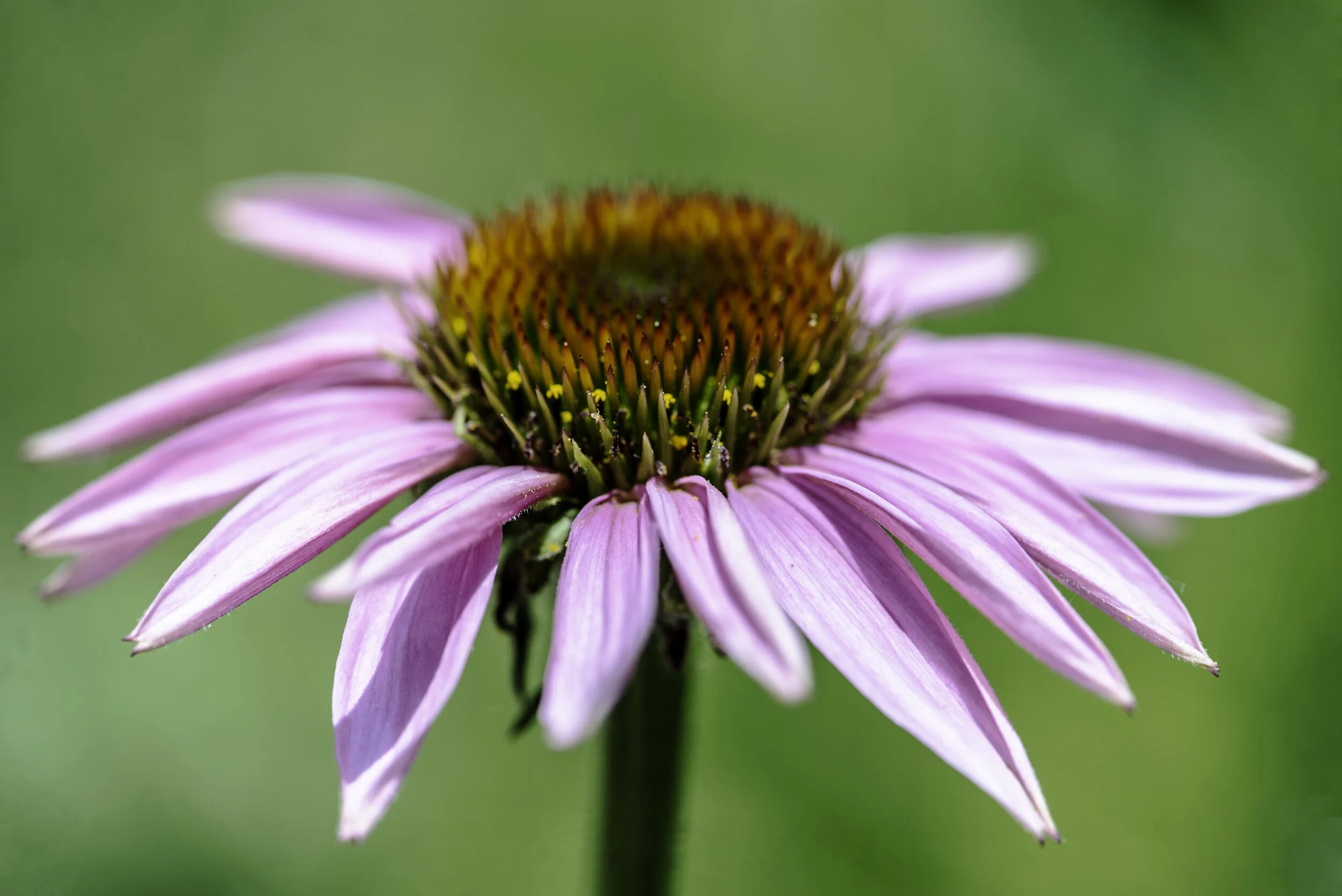 FlowerMacro.jpg