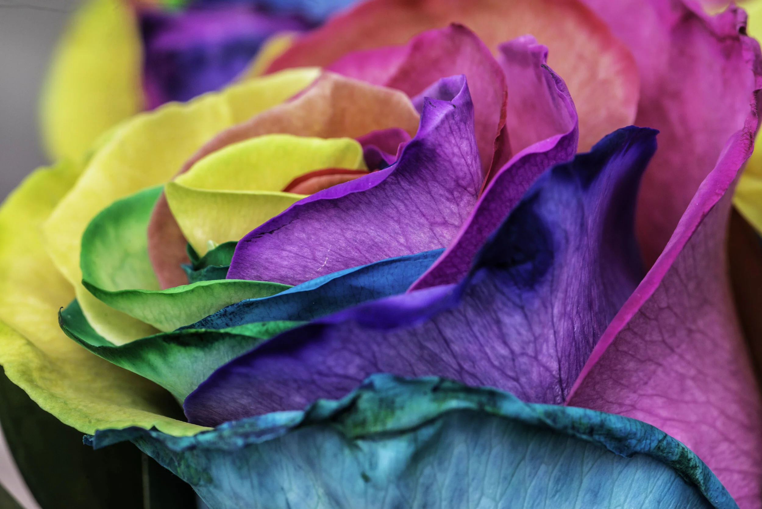 Rainbow Rose.jpg