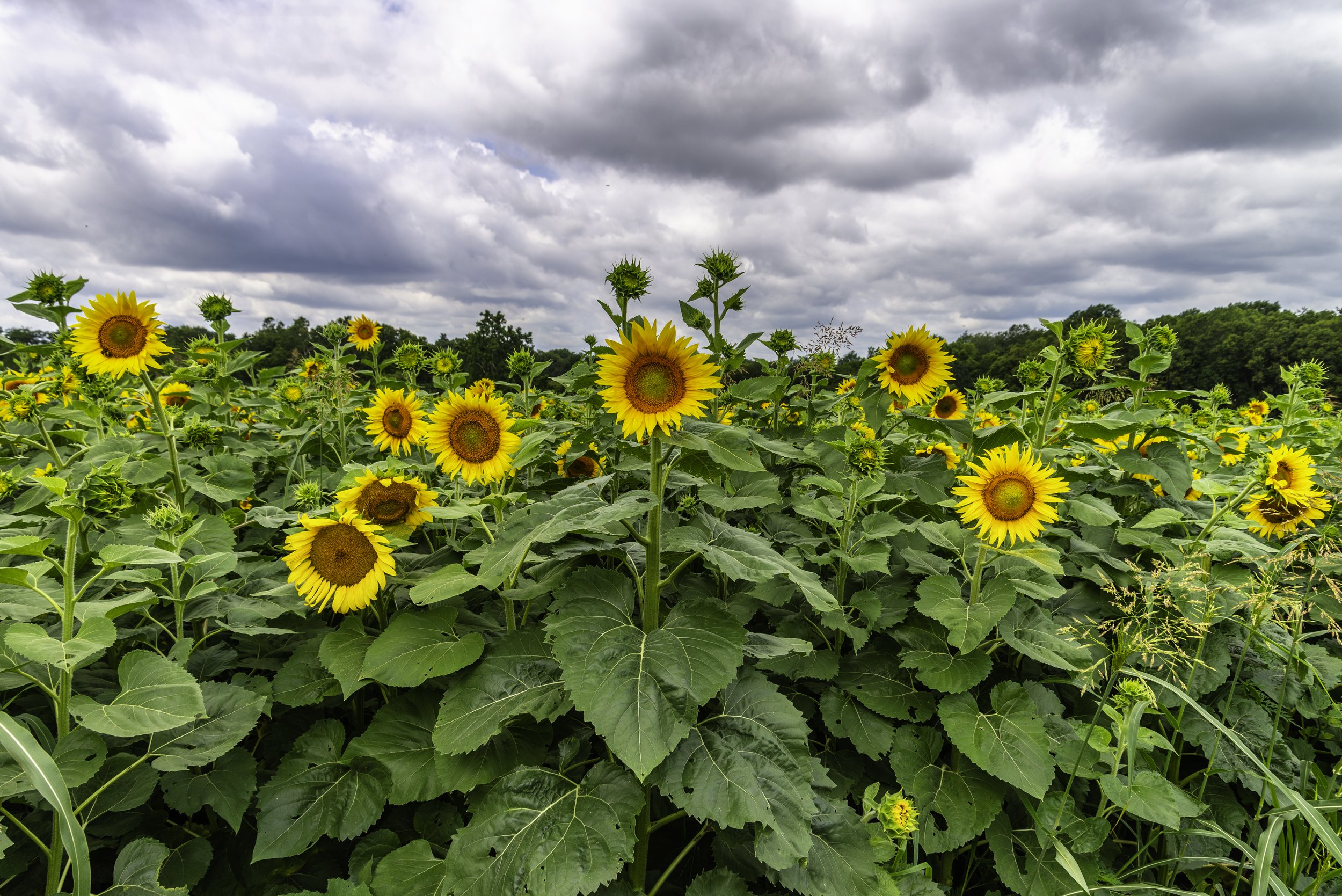 A field of blooming sunflowers under a cloudy sky.