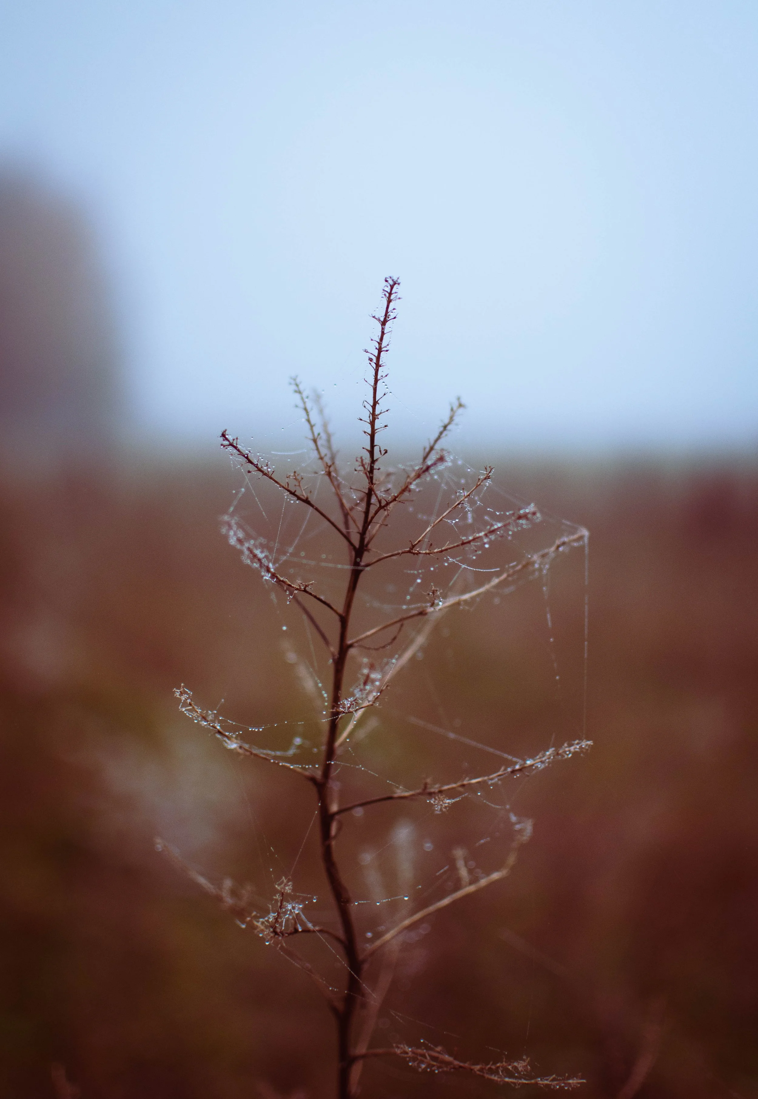 DSC_0748.jpg