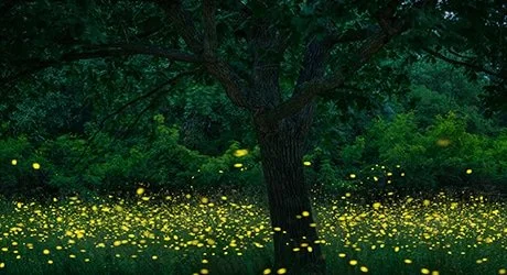 Synchronous Fireflies