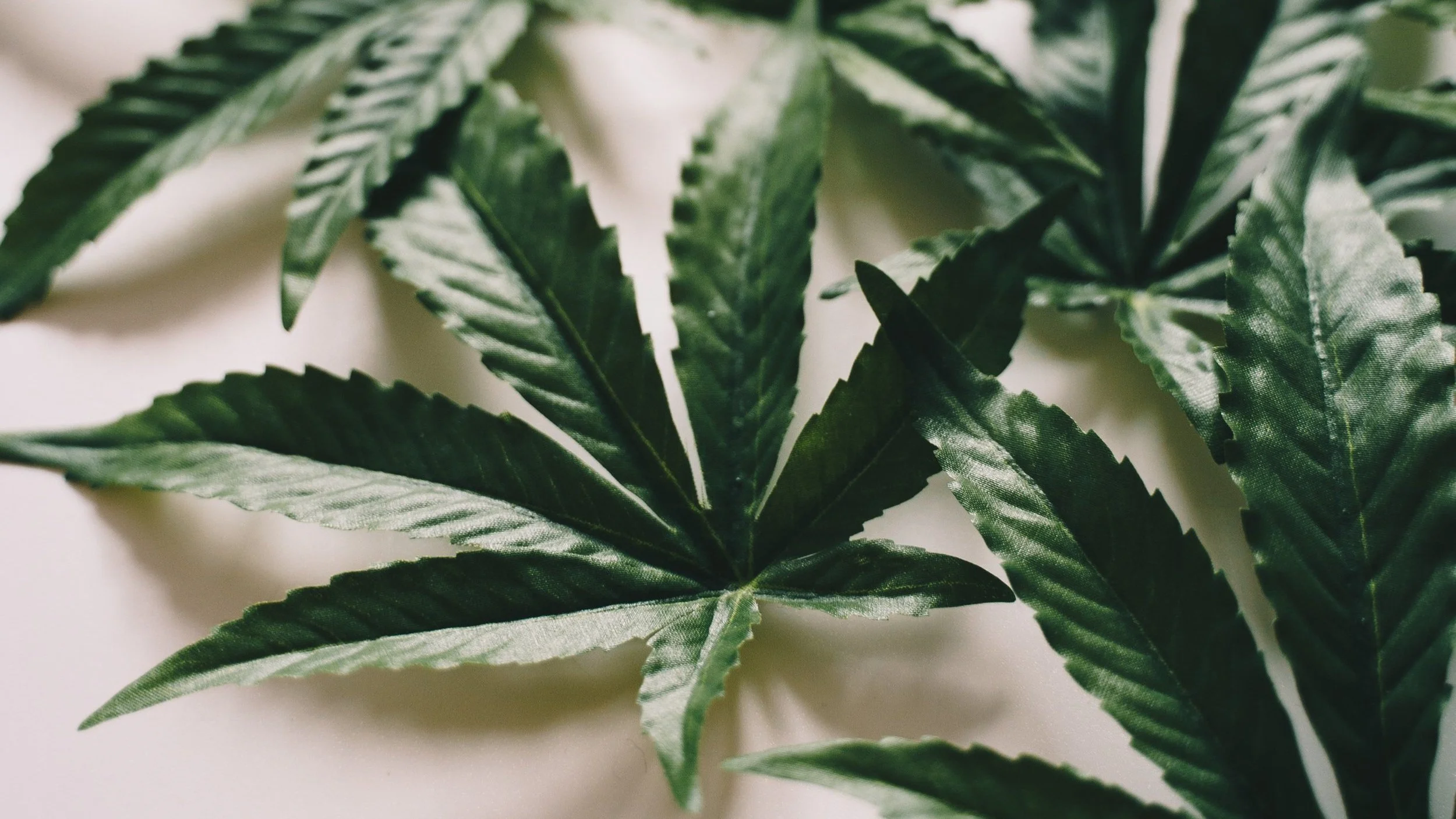 Would You Date Someone Who Smokes Pot?