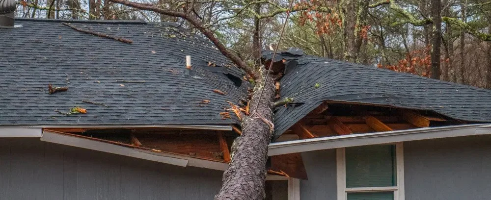 What to do when a tree falls on your house