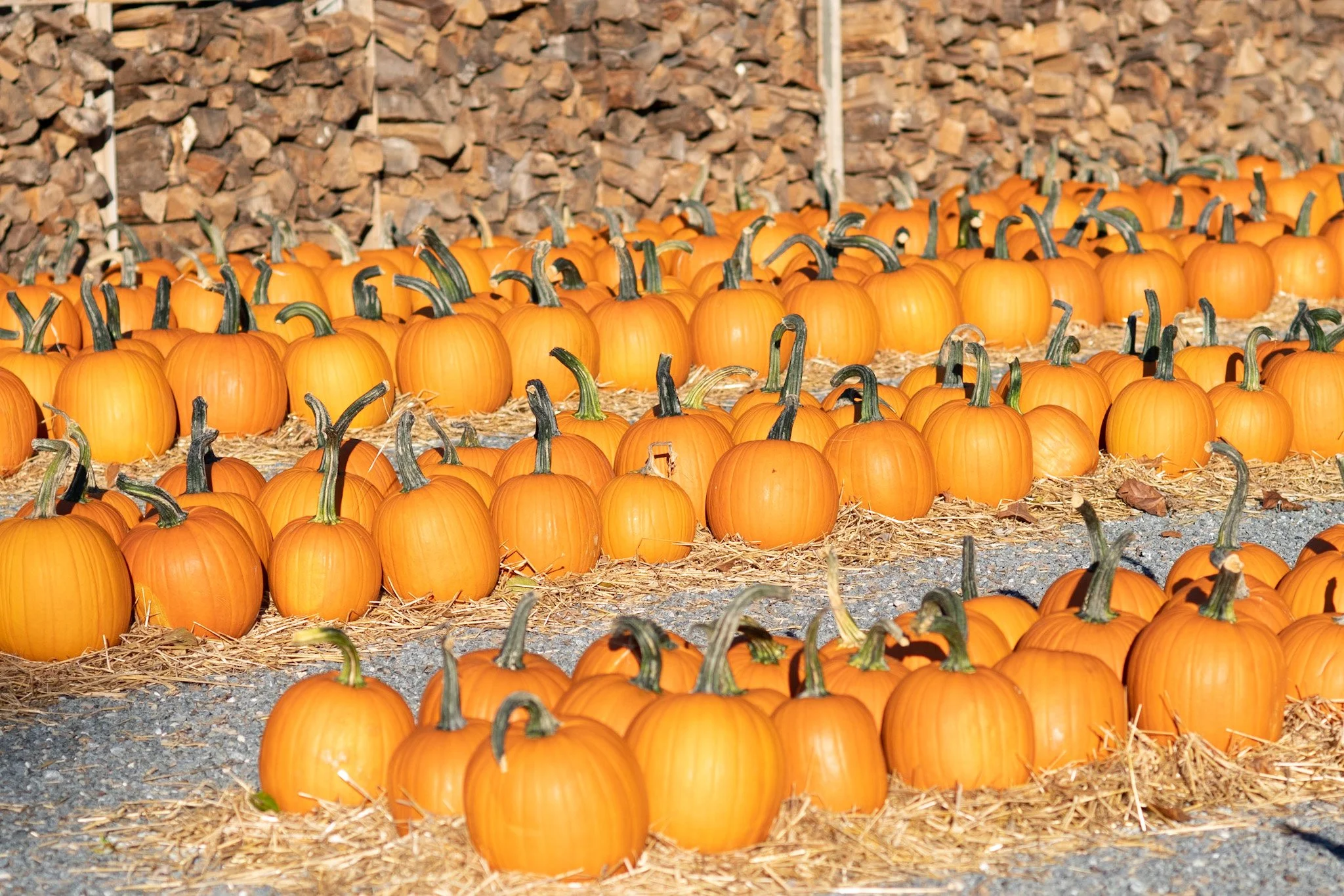 D50_7565.jpg
