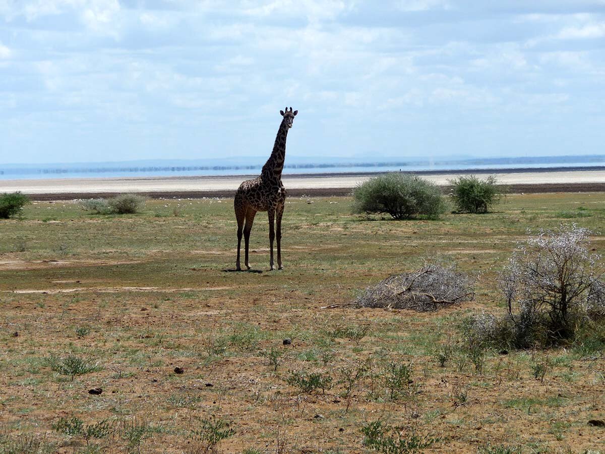 africa-tanzania-safari-lago-manyara-21.jpg