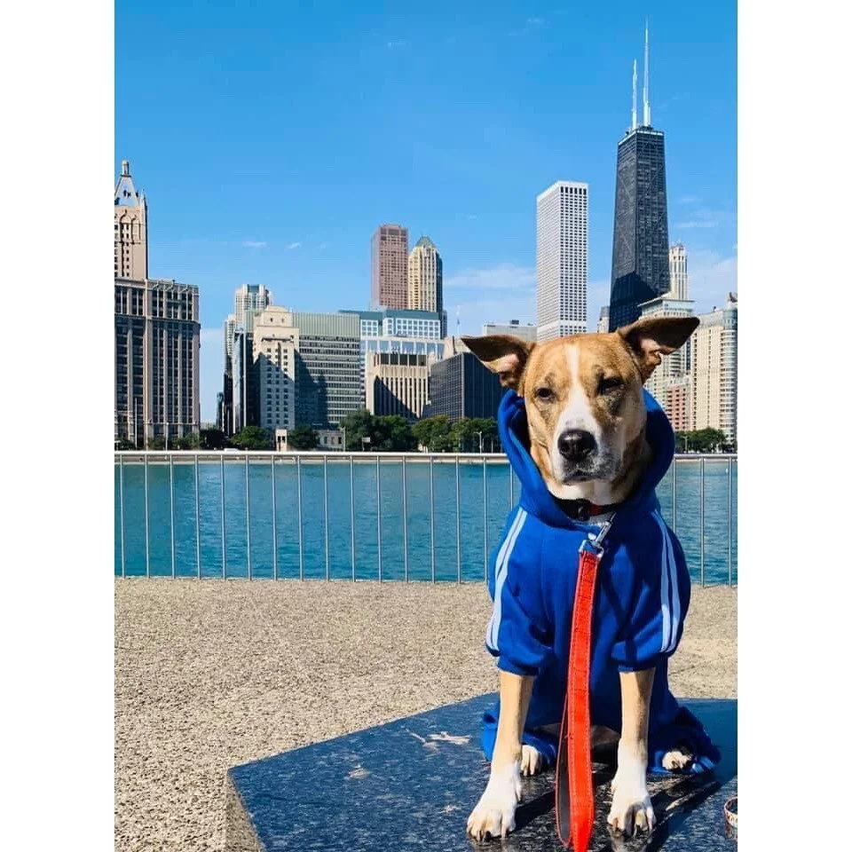 Today&rsquo;s #rdmocfridayfeature is @thereal_maximusthedog 

Max loves new adventures, swimming, and sniffing out #streetart wherever he goes (and Chicago is a dream for that and more!). Most recently, he took up hiking and has proven to be a realll