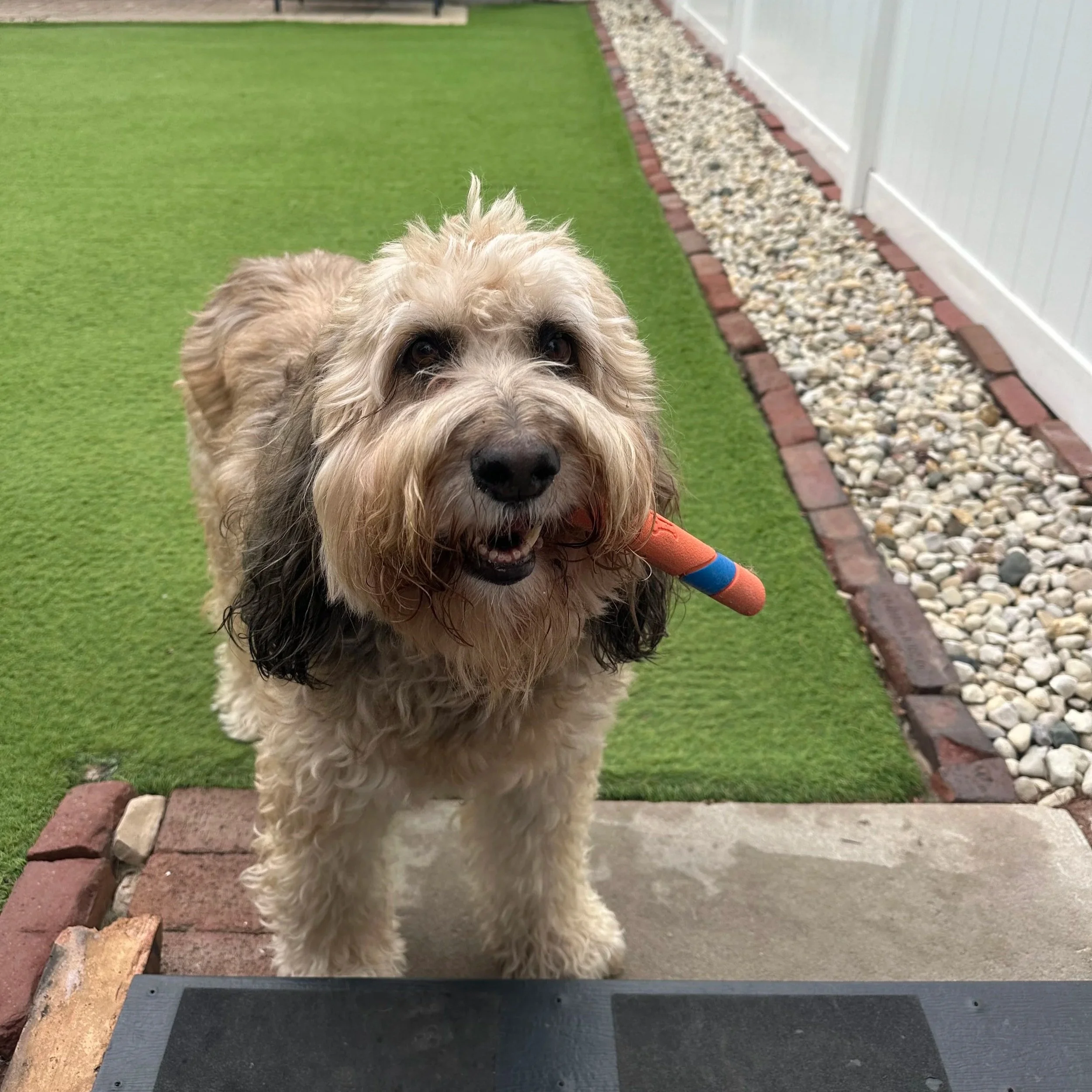 A fluffy, curly-haired dog sitting on green grass with its tongue out and looking at the camera.