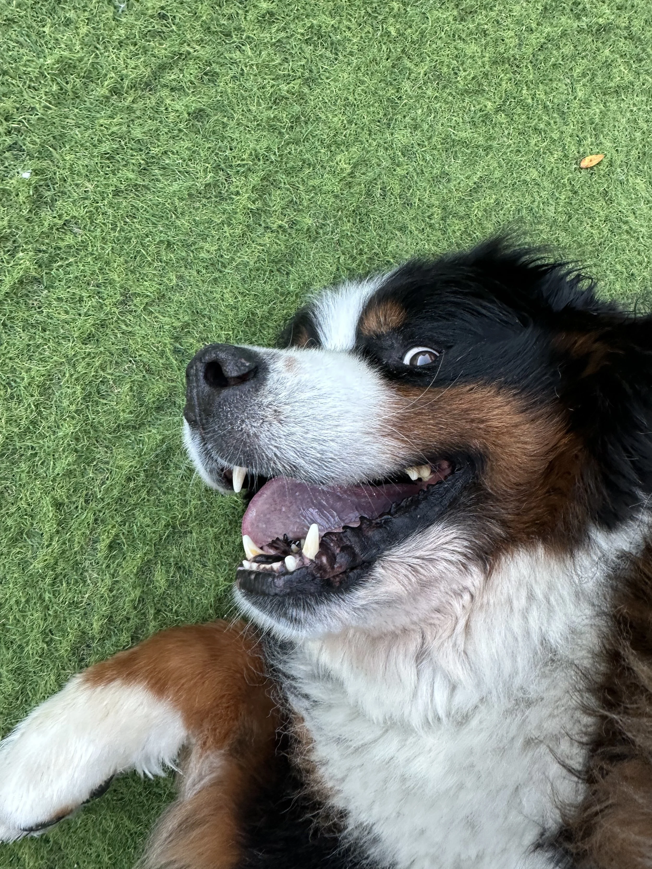 Bernese Mountain Dog on ground smiling