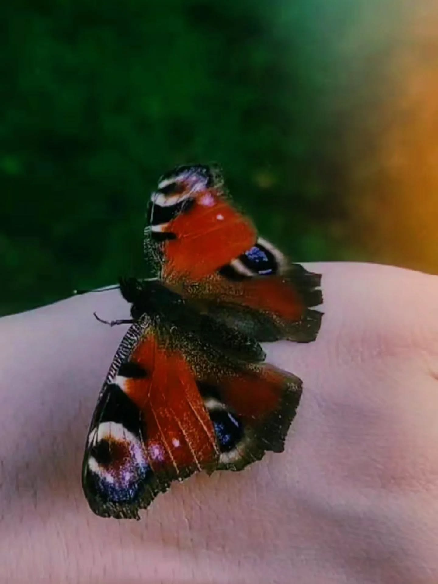 🌬️🦋

#justeunpapillon #rencontre #paondujour #reverie #ete2025 #passionpapillon #graphisteenweekend
