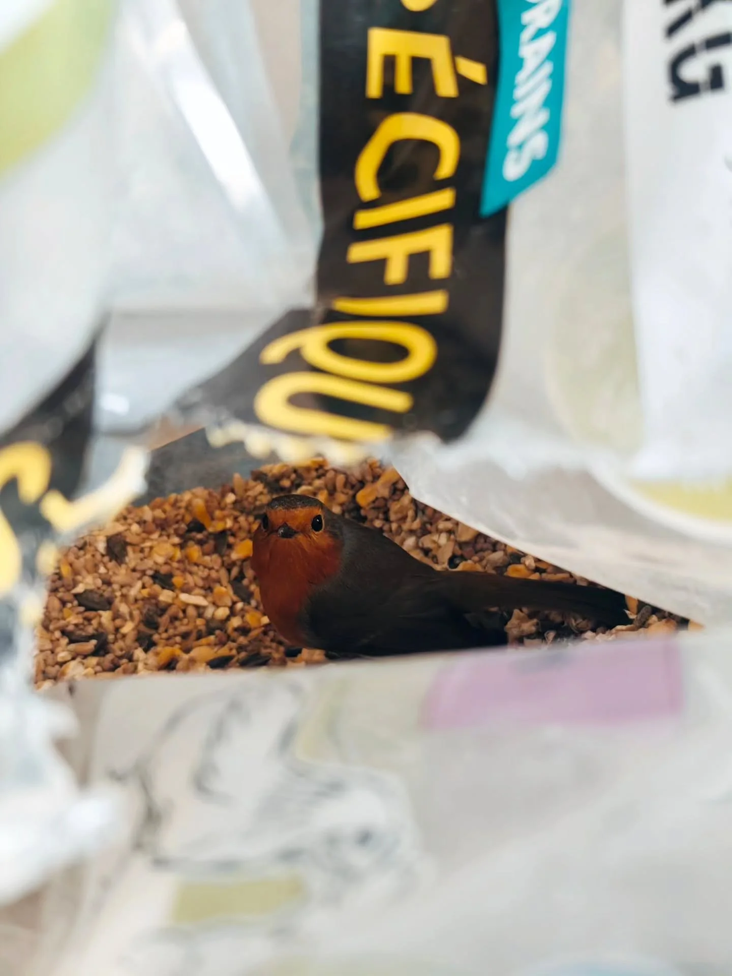 &Agrave; L'AFFICHE 🎬

Hier apr&egrave;s-midi, v'l&agrave; ti pas que je tombe sur un mignon petit rouge gorge pris le bec dans le sac en train de picorer les graines des poules. Au meilleur endroit, au mauvais moment mon petit p&egrave;re ! 

En m&e