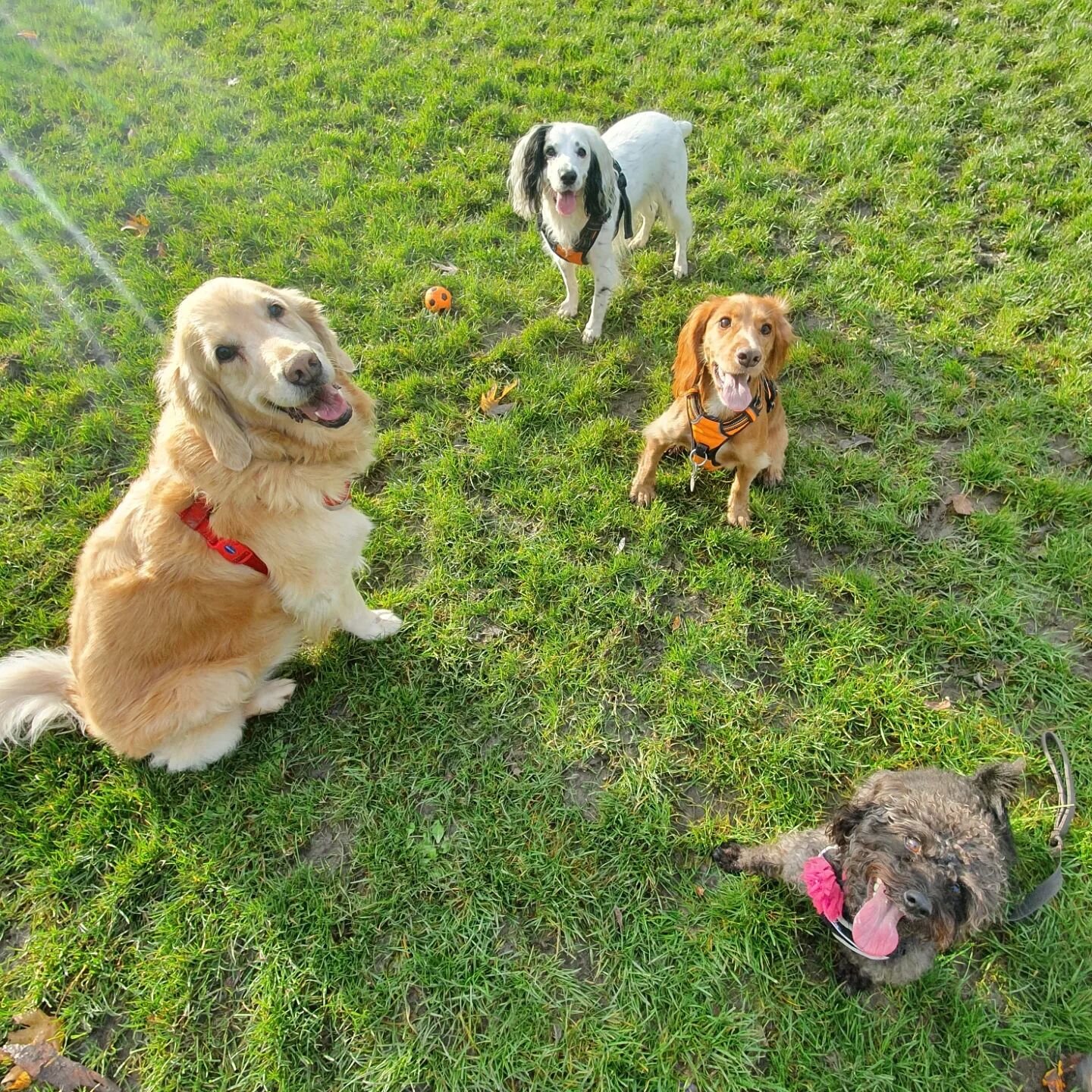 Not everything that counts can be counted 🧮🐕🐩

#happydog #smiles #priceless 😝 
#goldenretriever #cockerspaniel #whippet #cavalier #cavapoo #cavachon #jackipoo #minidachshund