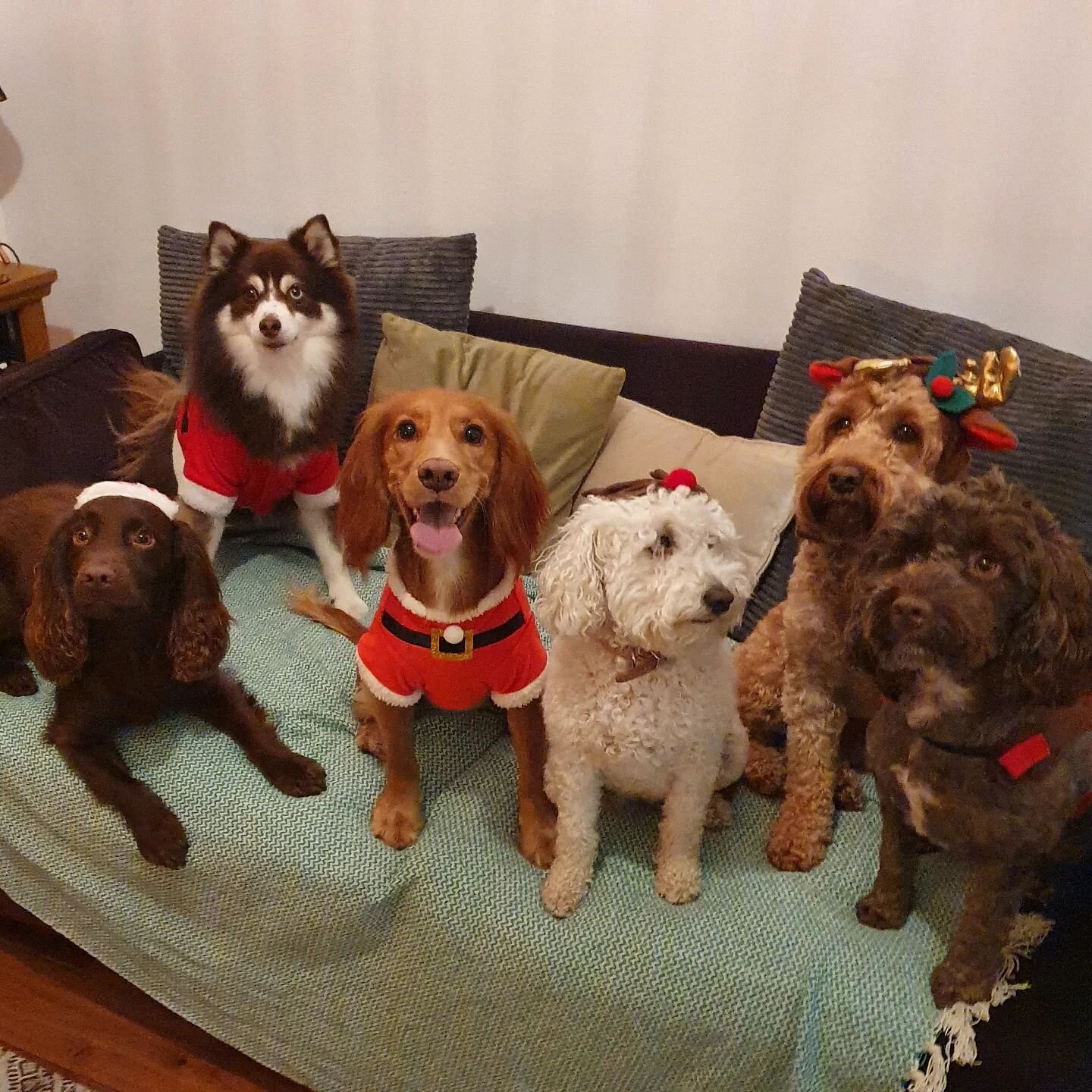 Santa Paws has come to town and he is ready to pawty 🎅🤘🐾 Wishing you a very Merry Christmas 💝 with love from the Fairy Family 🧚🏼&zwj;♀️🎄🐩🐕

#merrychristmas 🤗 #santapaws #doggychristmas 🎄 #christmaspawty 🎅 #santadog #dogsatchristmas
