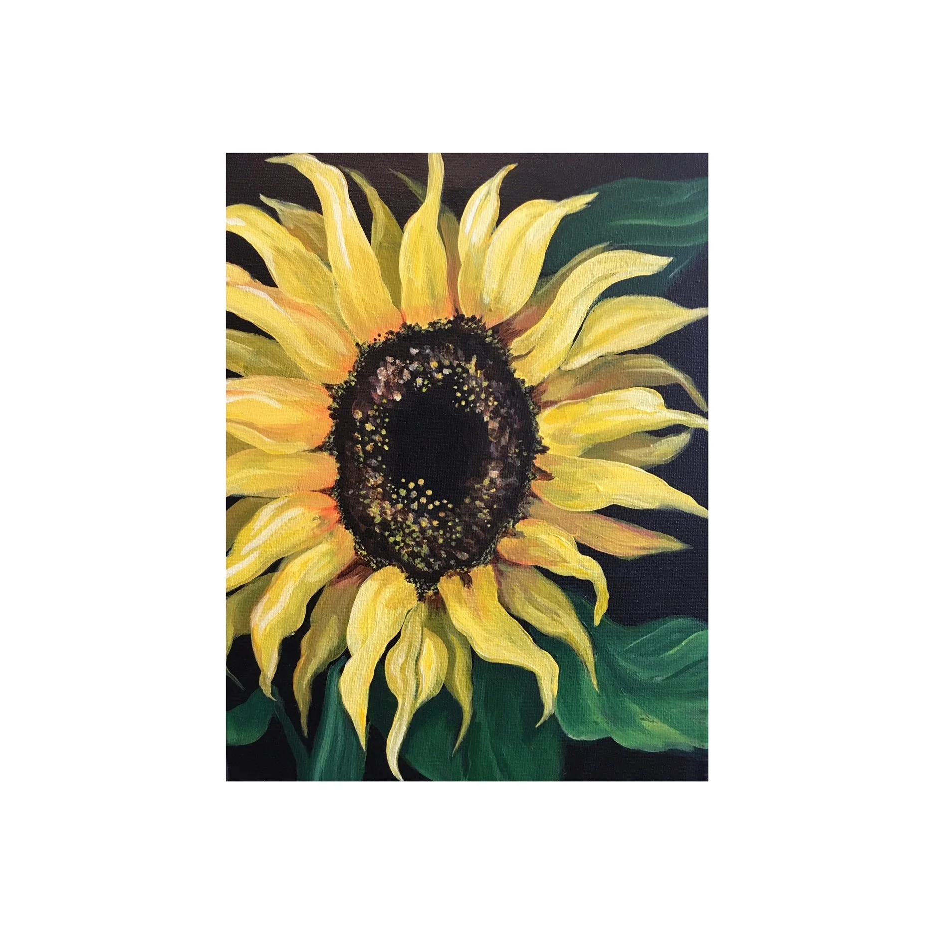 Sunflower big.JPG