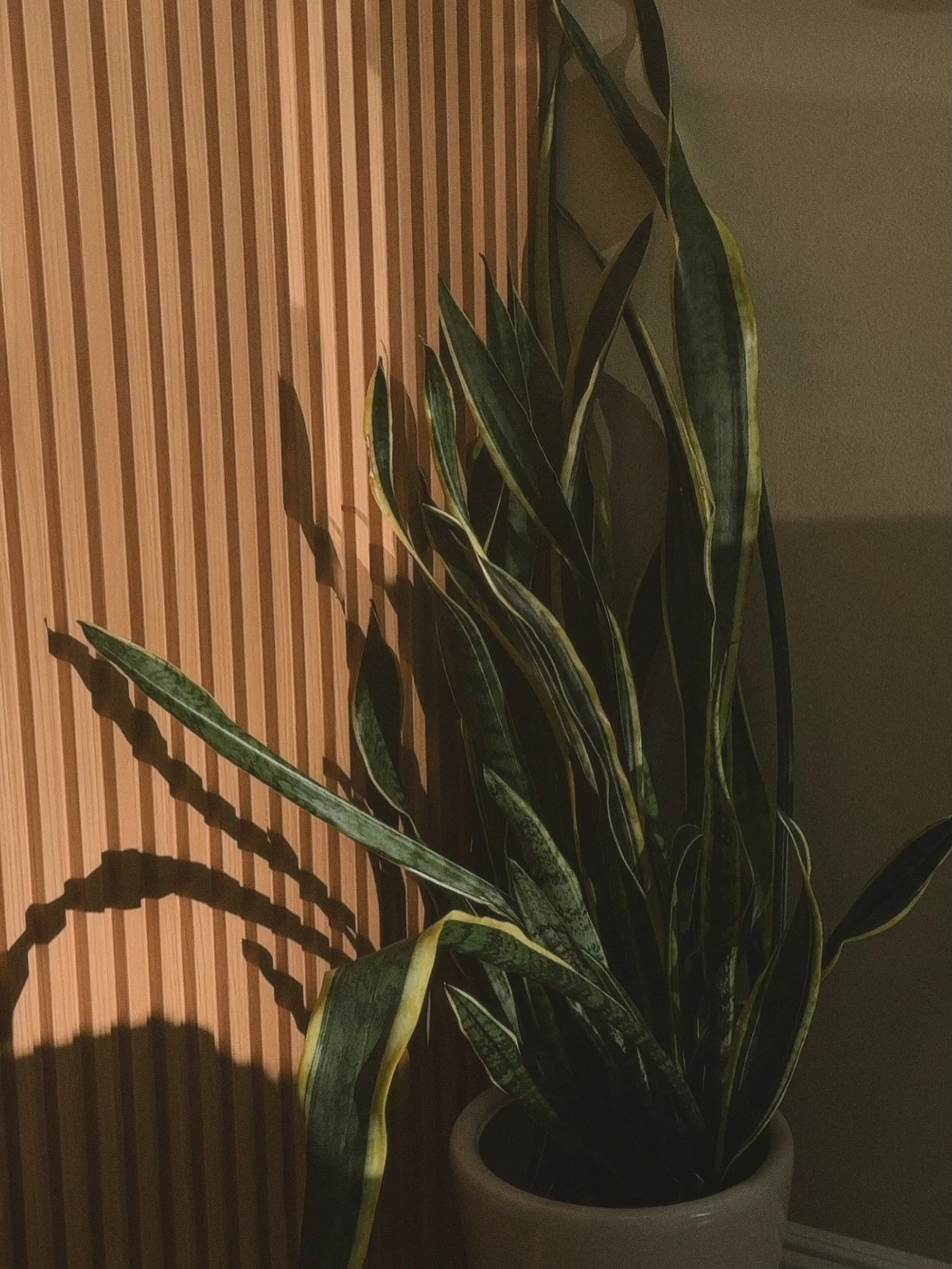 MANE; where good hair and pretty plants thrive 🪴

.

#greenthumb #plants #spiderplant #cleanair #greenery #plantlover #salon #salondecor #inspiration #goals