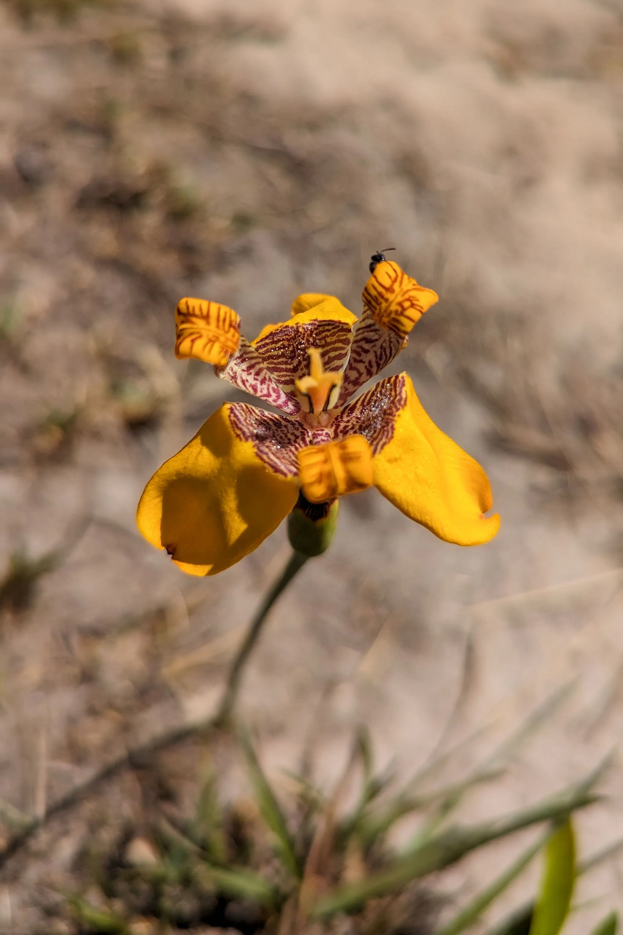 Spilling beyond the Lines