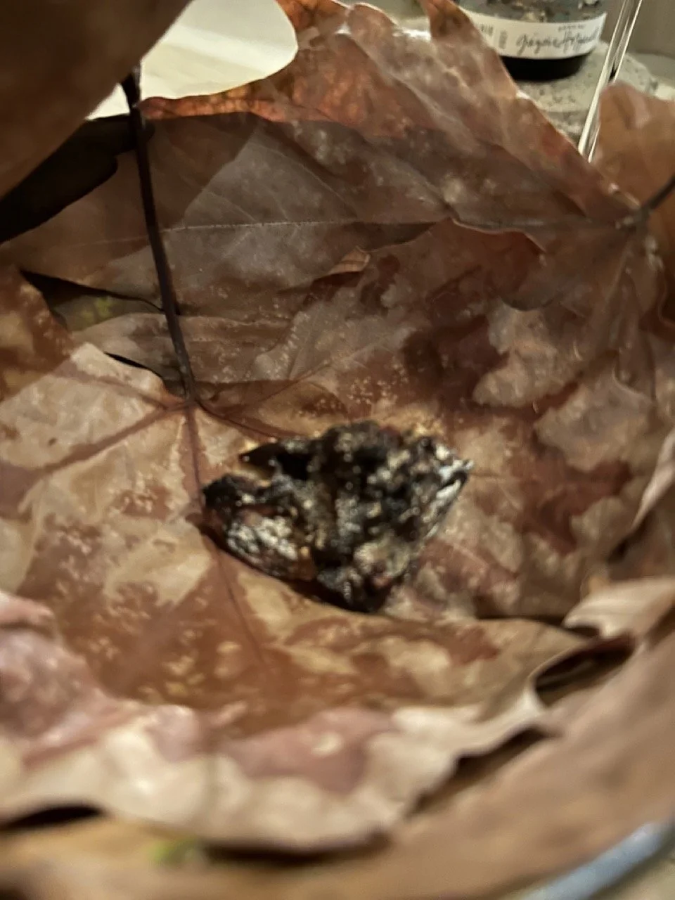 31_Restaurant_Botanic Large.jpeg