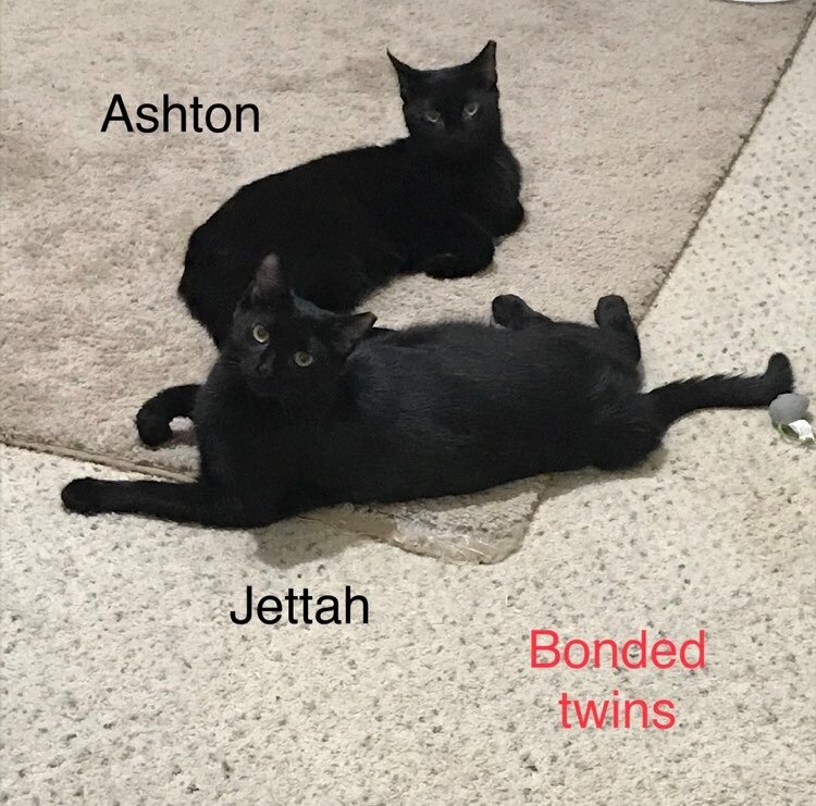 ashton-jettah.jpg