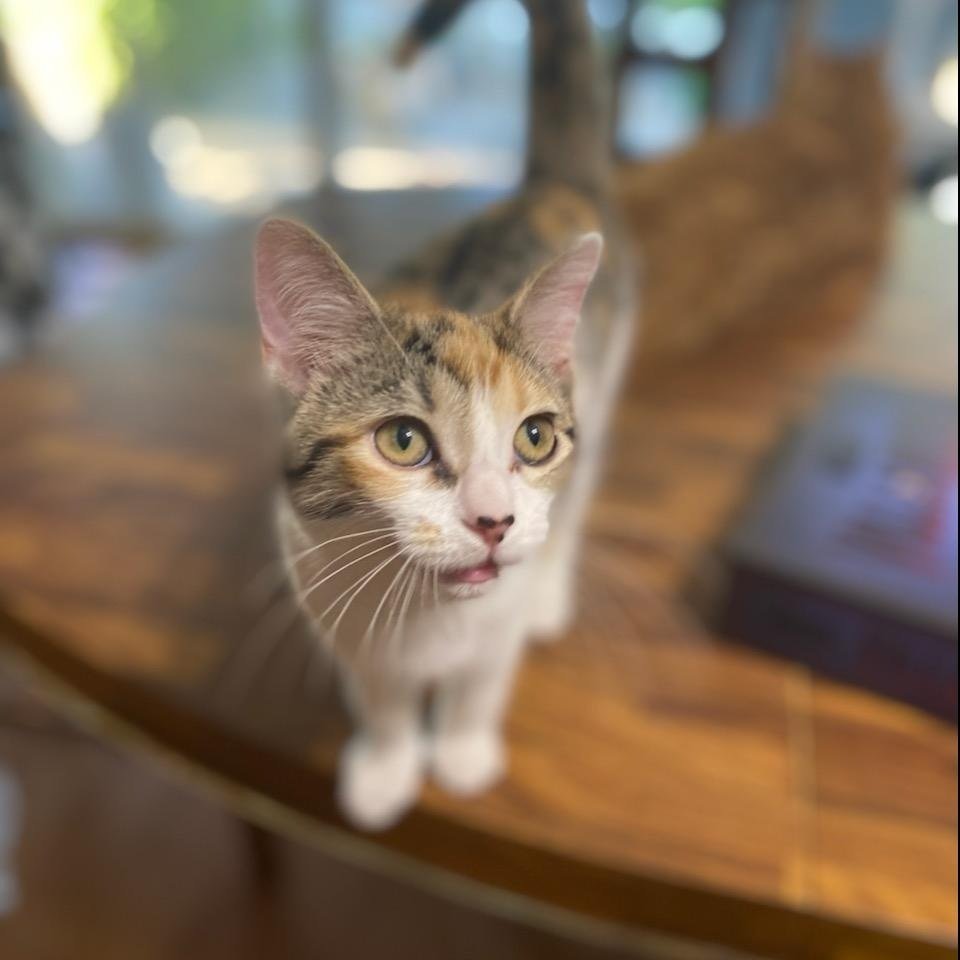 Maia