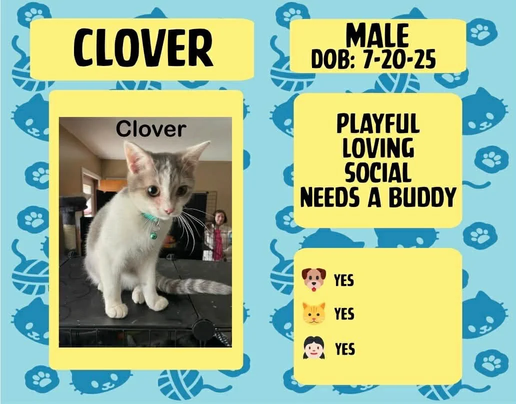 Clover