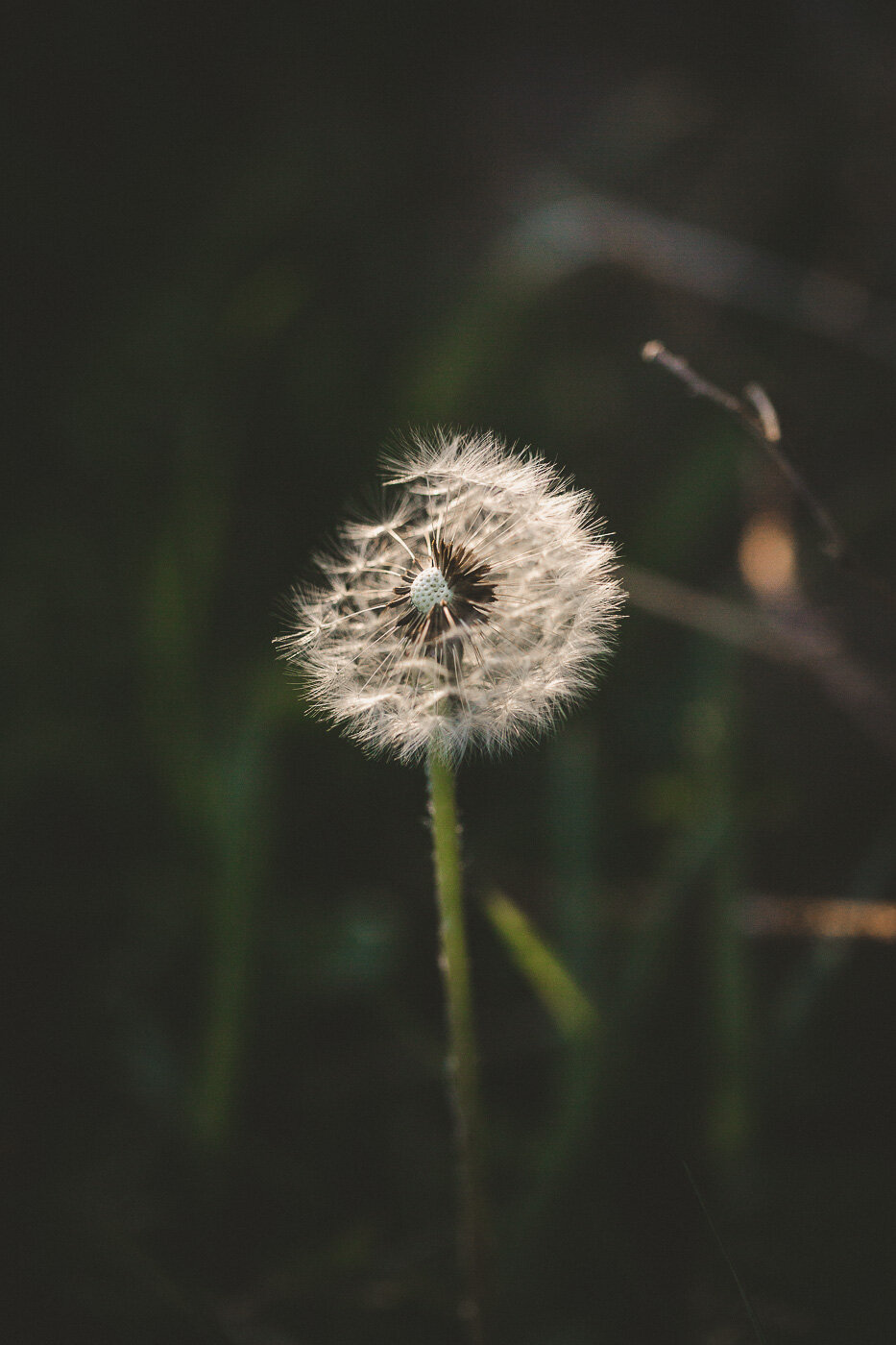 Dandelion Clock IV.jpg