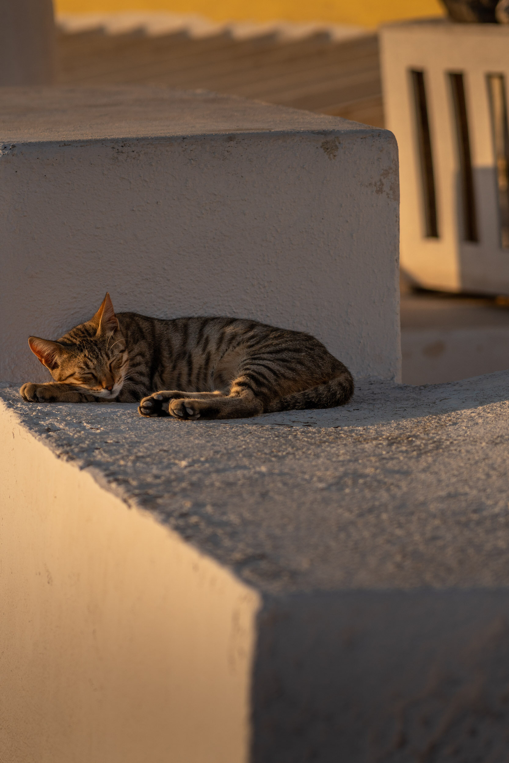 cat-sleep-santorini.jpg
