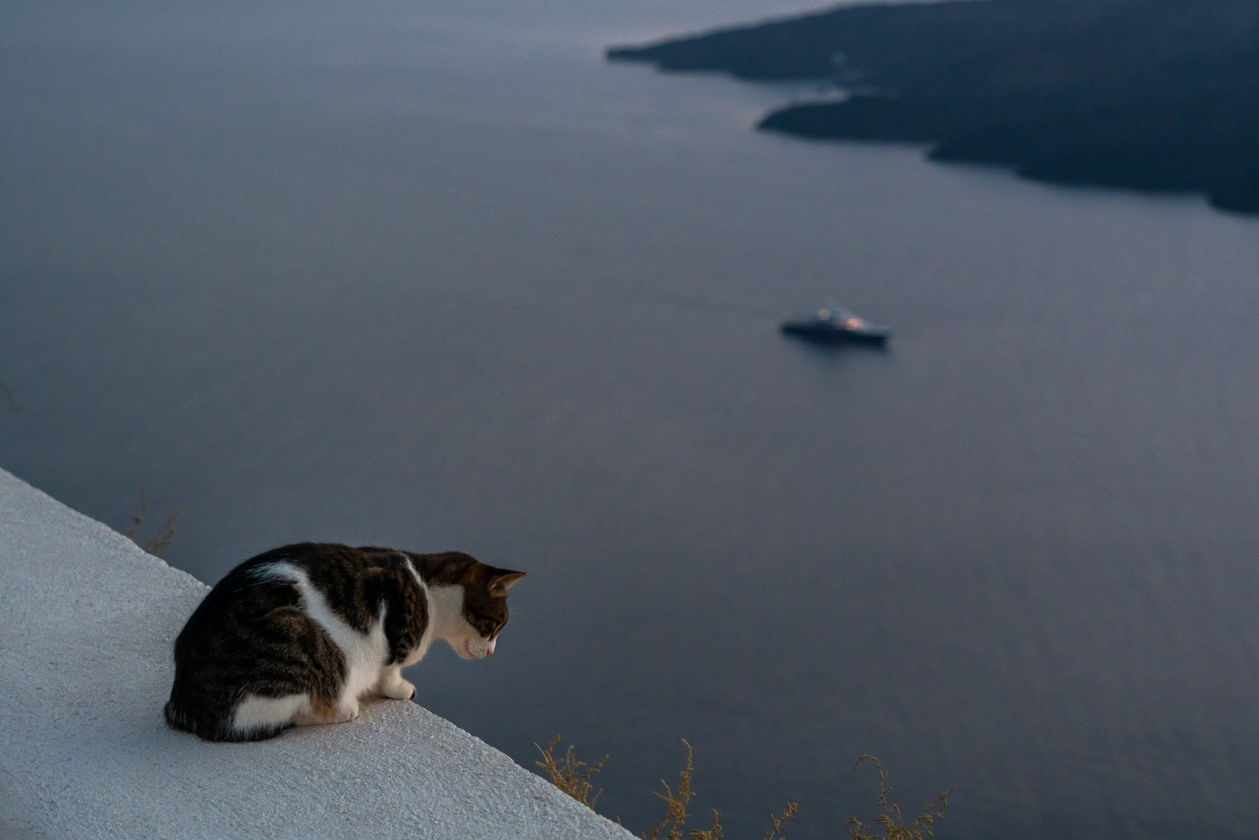 Cat enjoys the view in Santorini.