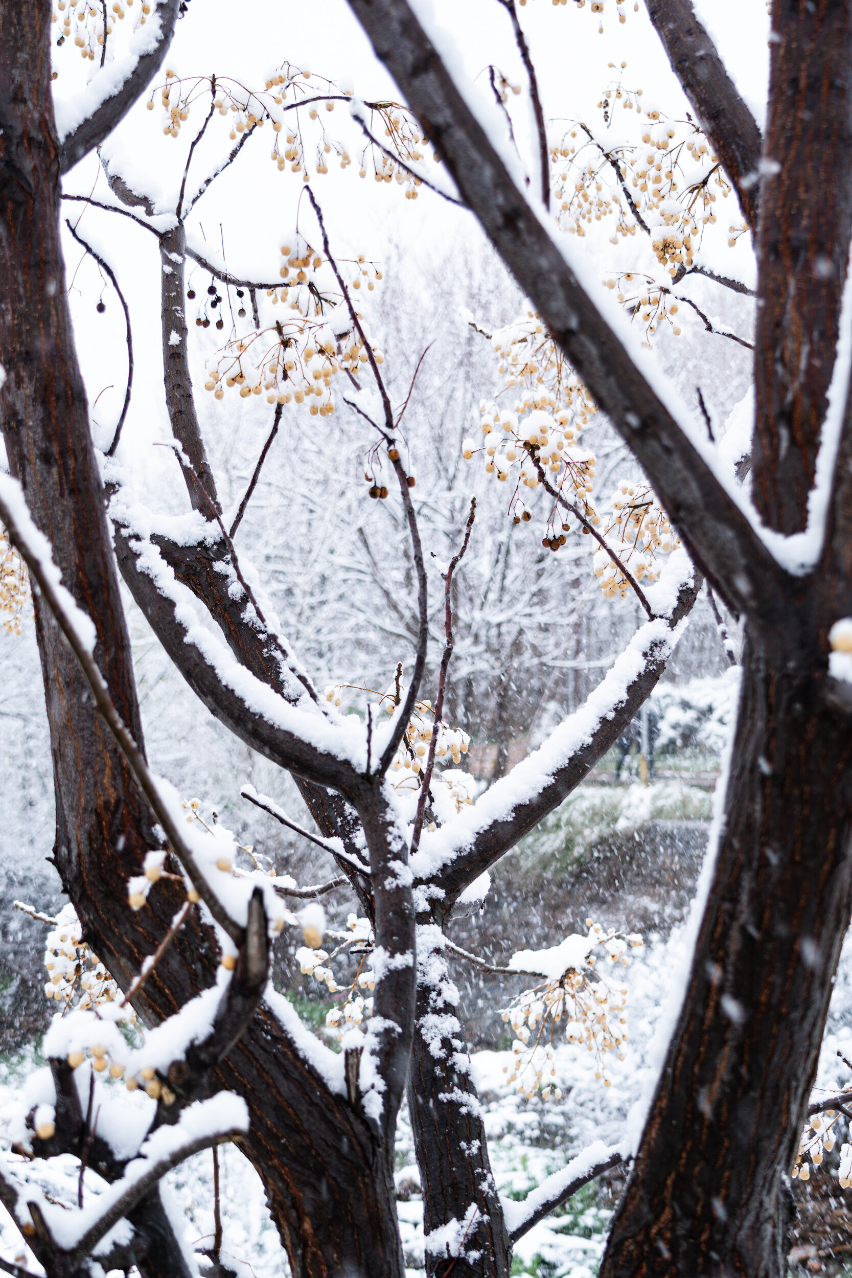 Nature-Thessaloniki-Snow-VasilisMoustakas-Travel-Photography. (2).jpg
