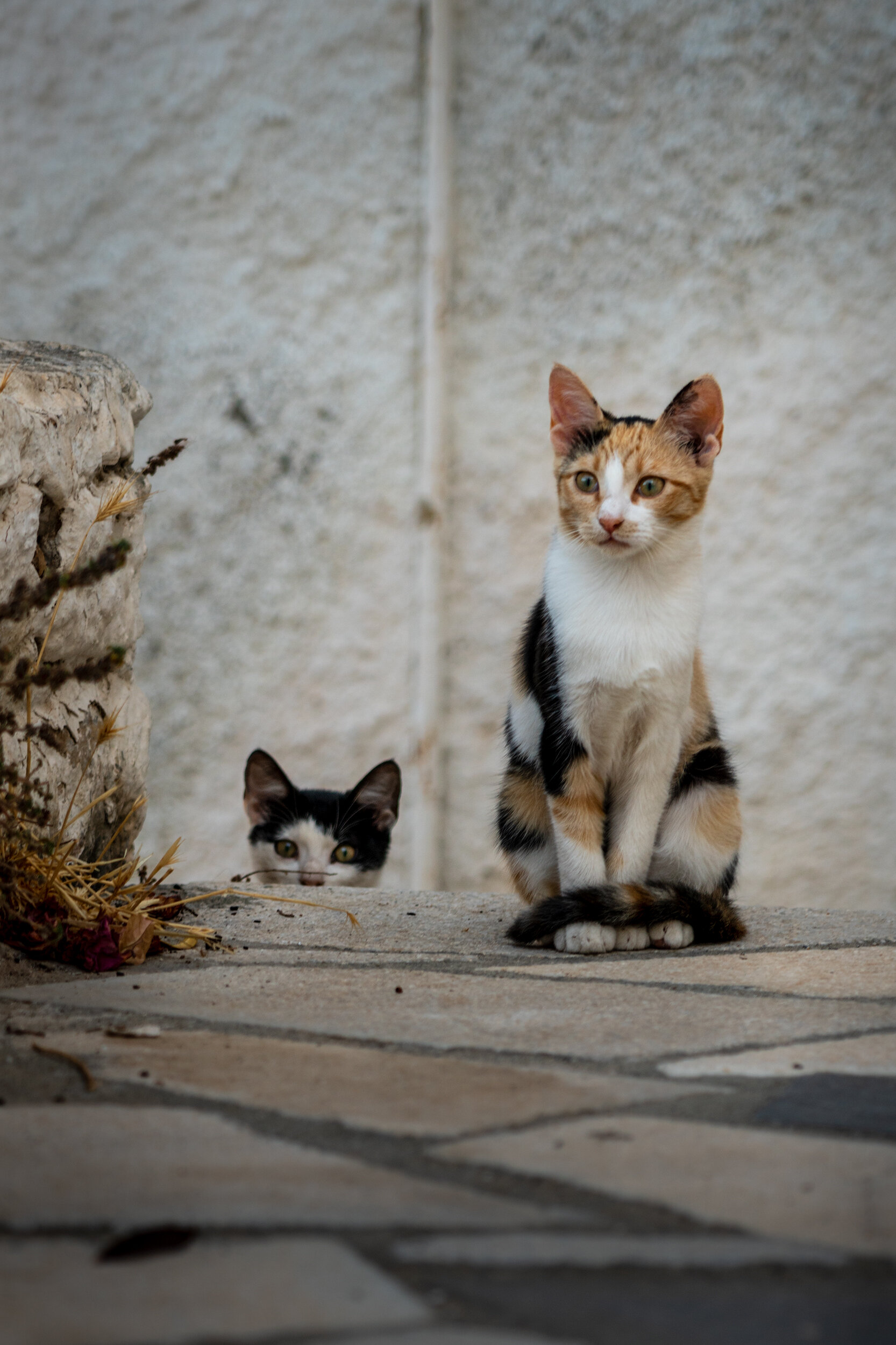 Cats-Of-Syros-Vasilis-Moustakas-Travel-Photography (1).jpg