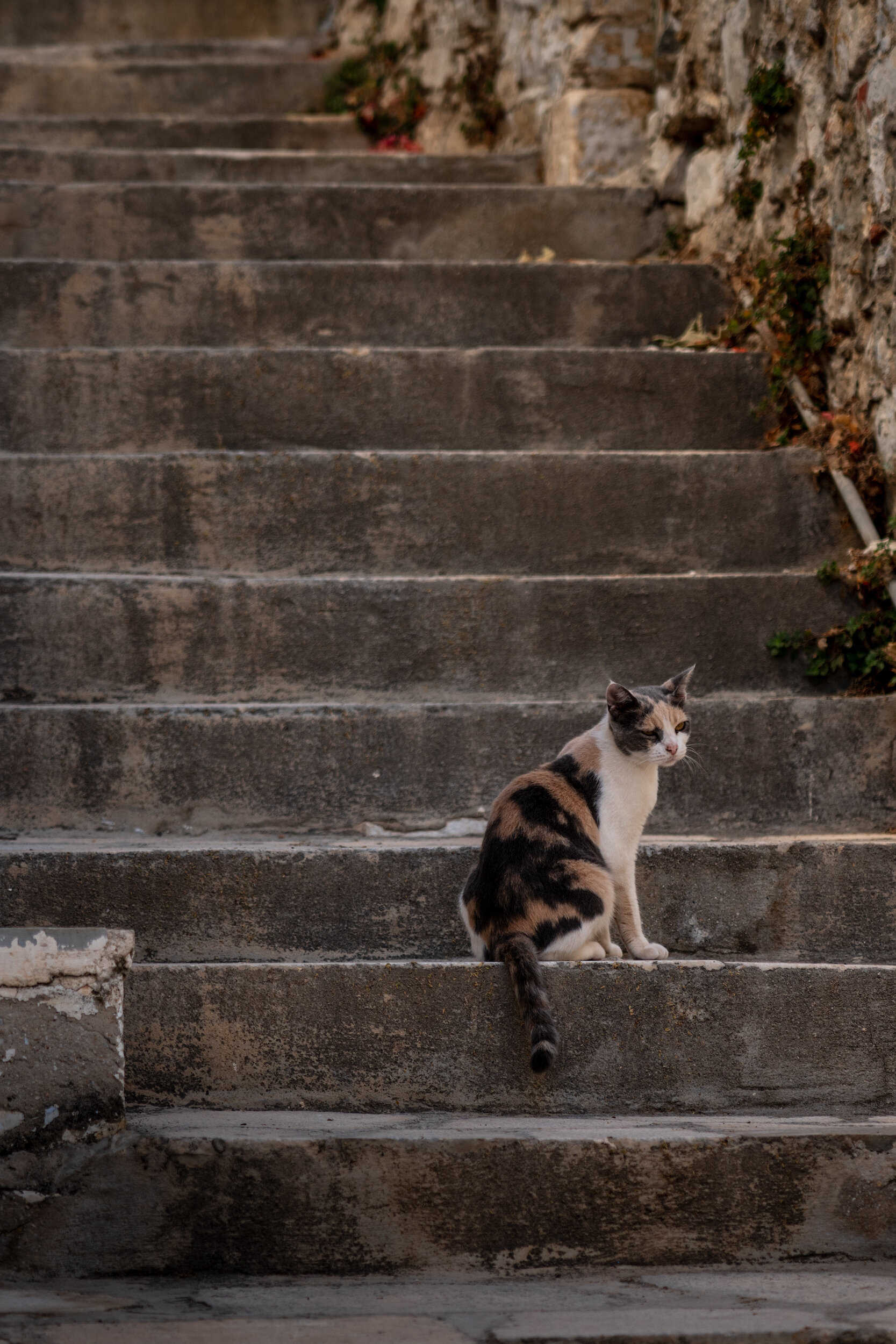 Cats-Of-Syros-Vasilis-Moustakas-Travel-Photography (2).jpg