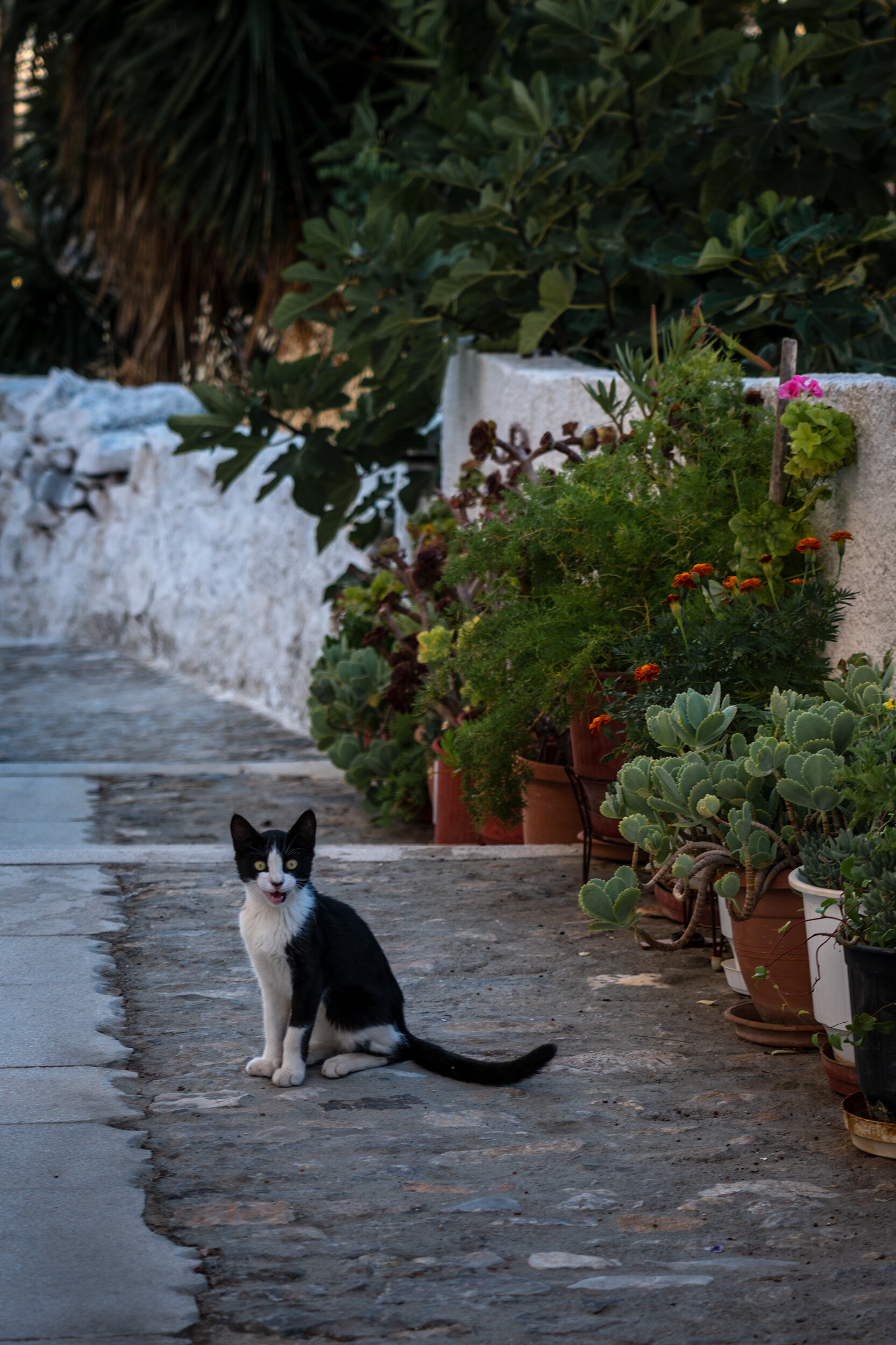 Cats-Of-Syros-Vasilis-Moustakas-Travel-Photography (3).jpg