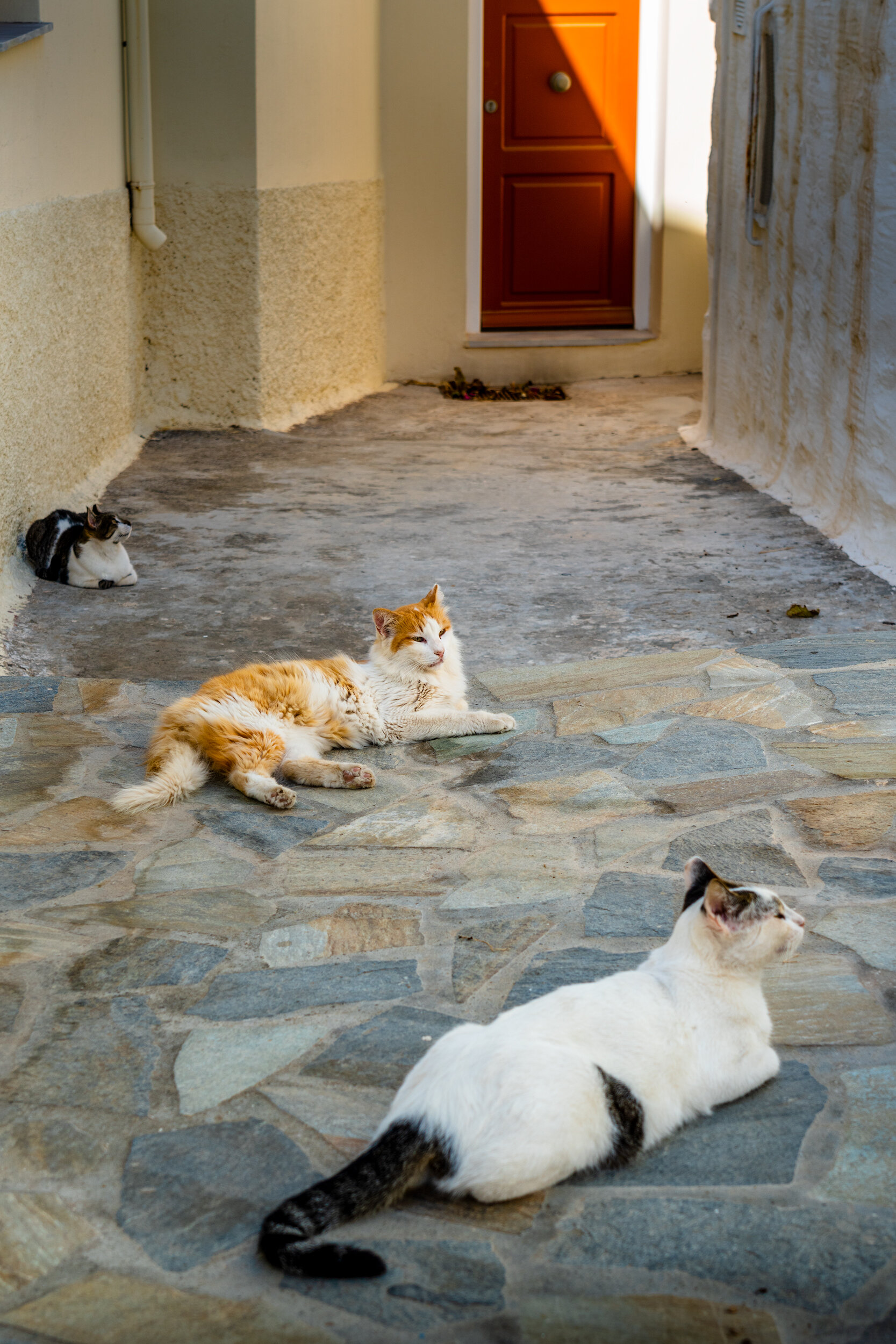 Cats-Of-Syros-Vasilis-Moustakas-Travel-Photography (5).jpg