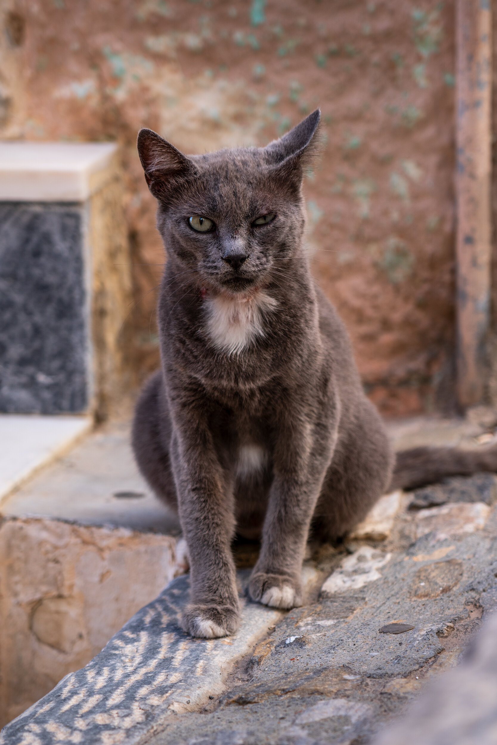 Cats-Of-Syros-Vasilis-Moustakas-Travel-Photography (6).jpg