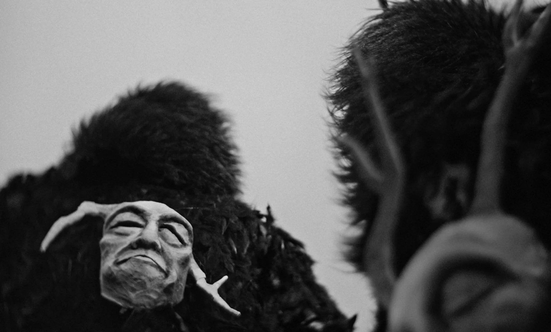 Skull of a Sabretooth - Nuns of the Tundra