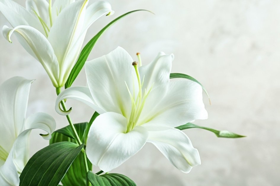 Easter-lily_as142075423-945x630.jpeg