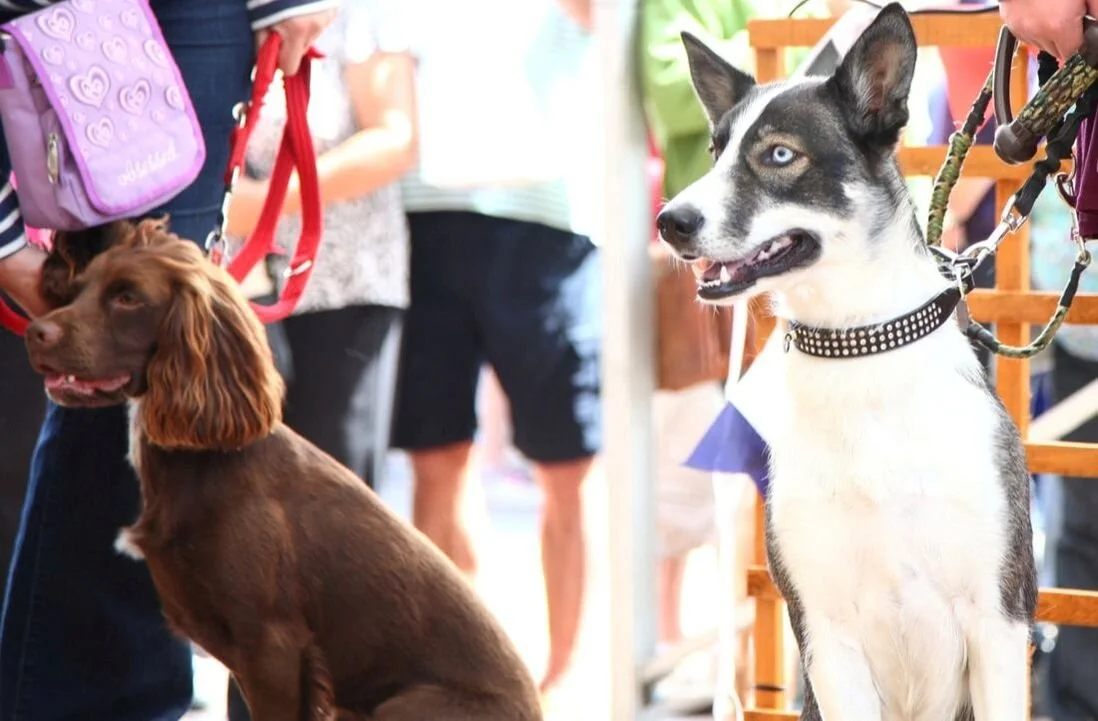 Who will be Regatta Top Dog?!