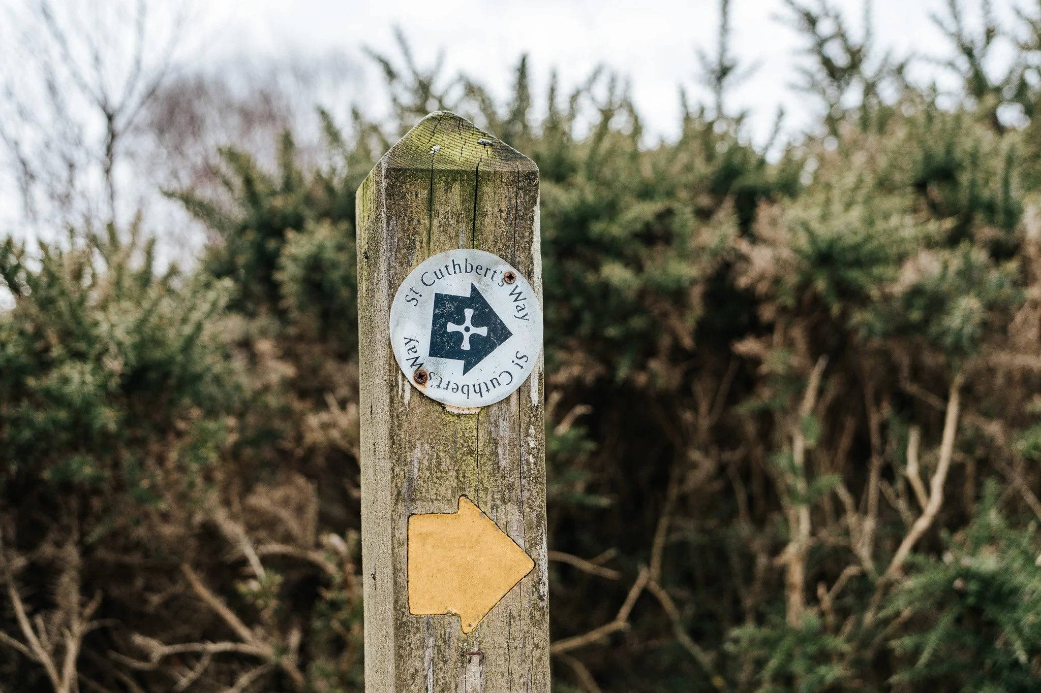 Walking the St Cuthbert’s Way as a solo woman (plus dog!)