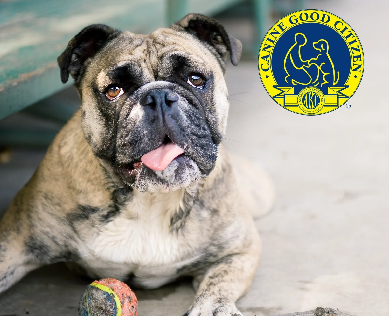 Urban Canine Akc K9 Good Citizen Akc Cgc Advanced Intensive Canine