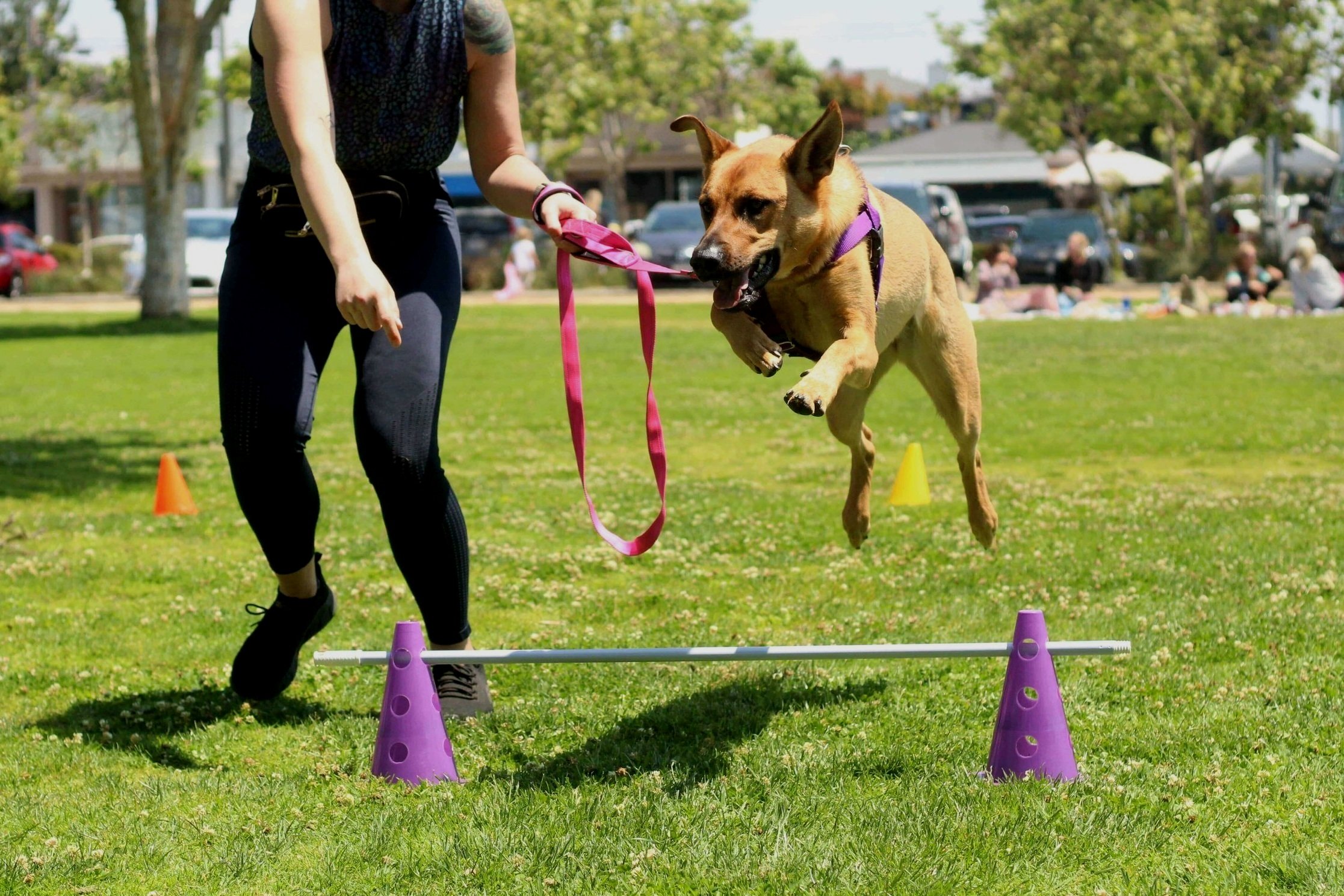 Agility Classes - Twin Cities Obedience Training Club