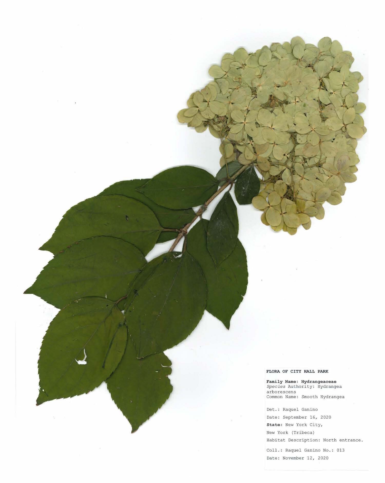 Herbarium sheet raquel ganino_Page_01.jpg