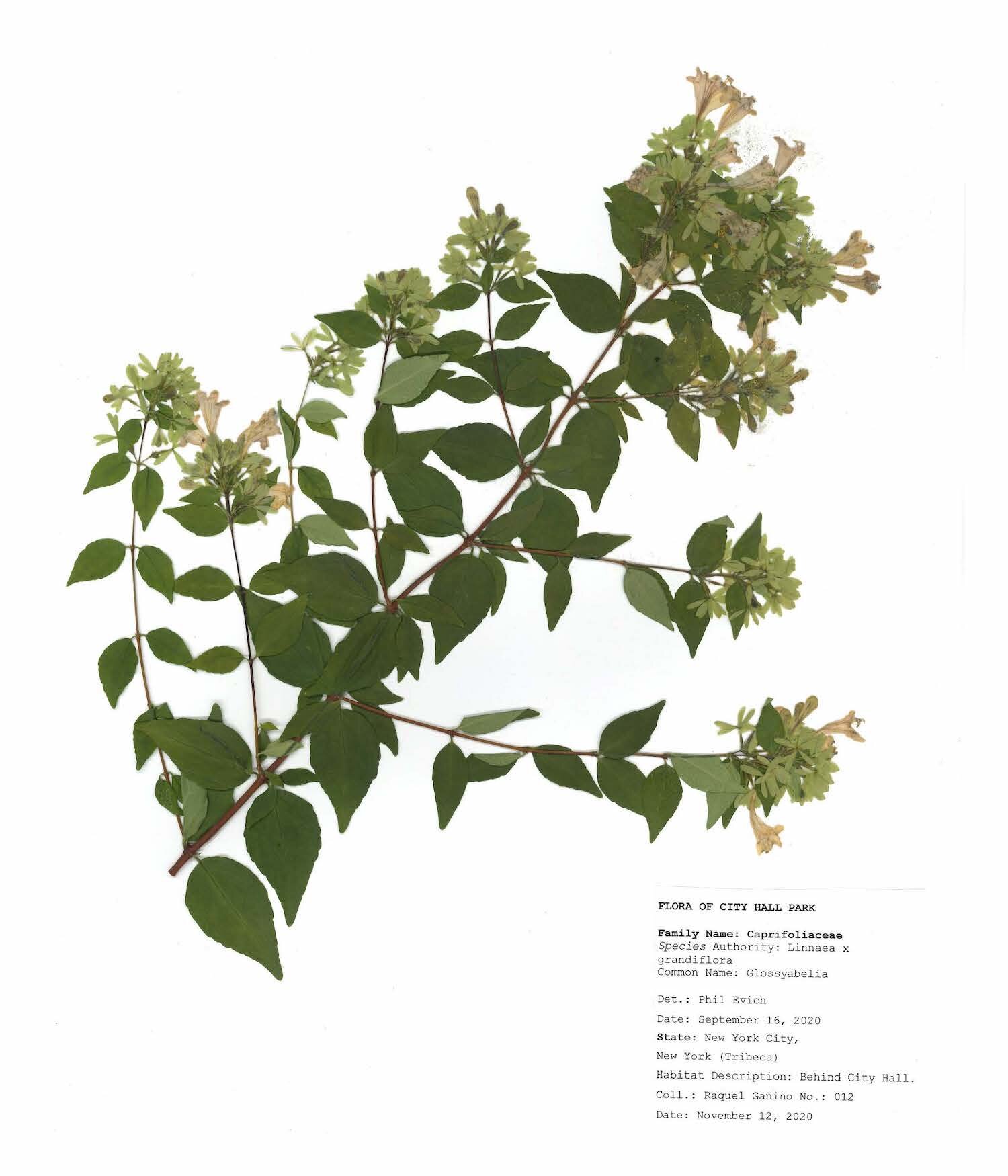 Herbarium sheet raquel ganino_Page_02.jpg